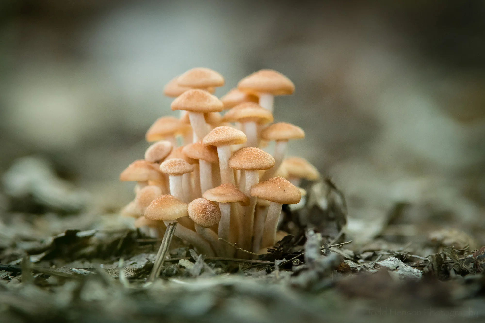 Small cluster of young Ringless Honey Mushrooms