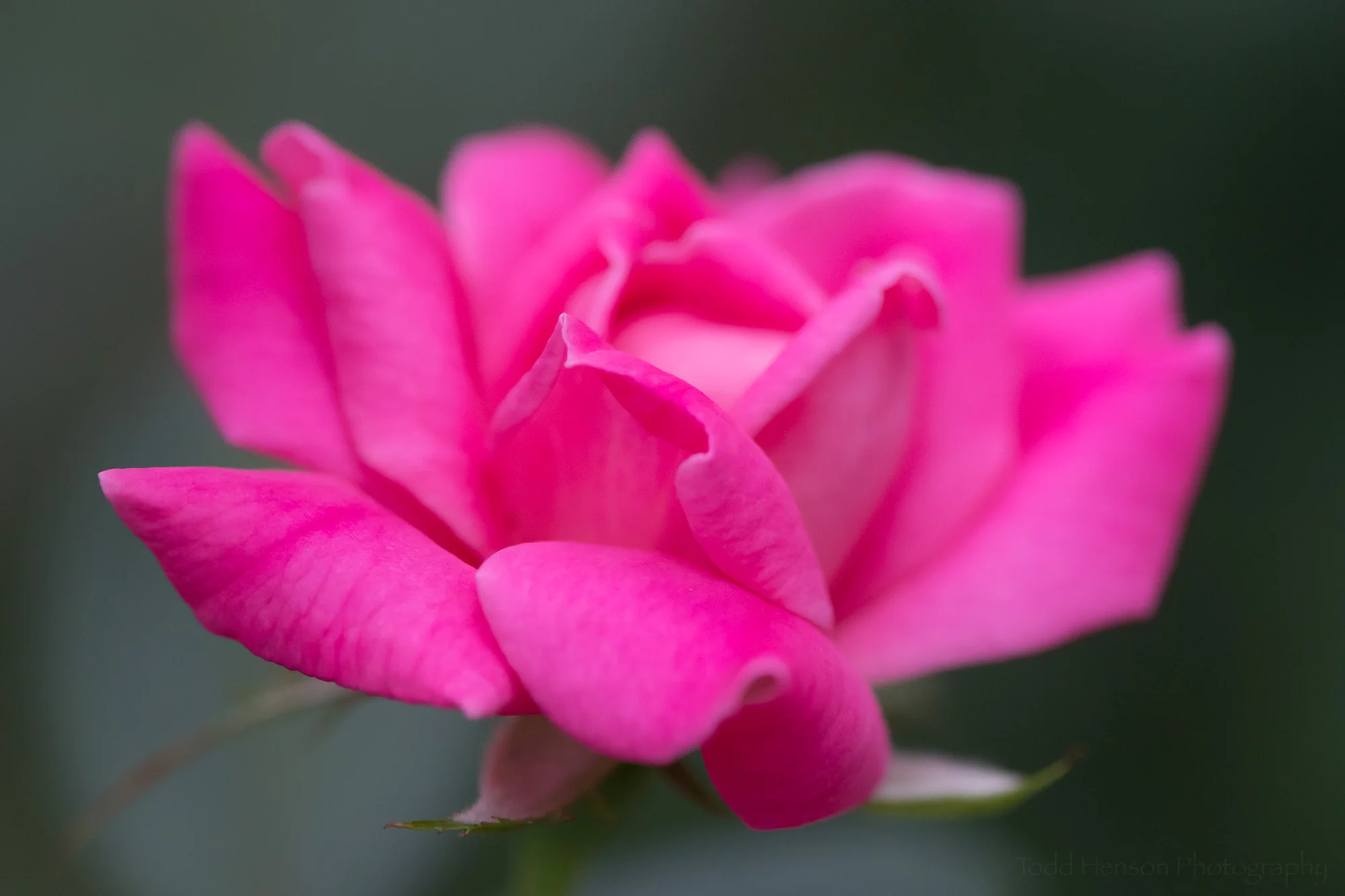 Looking at the curls and curves of the rose petals