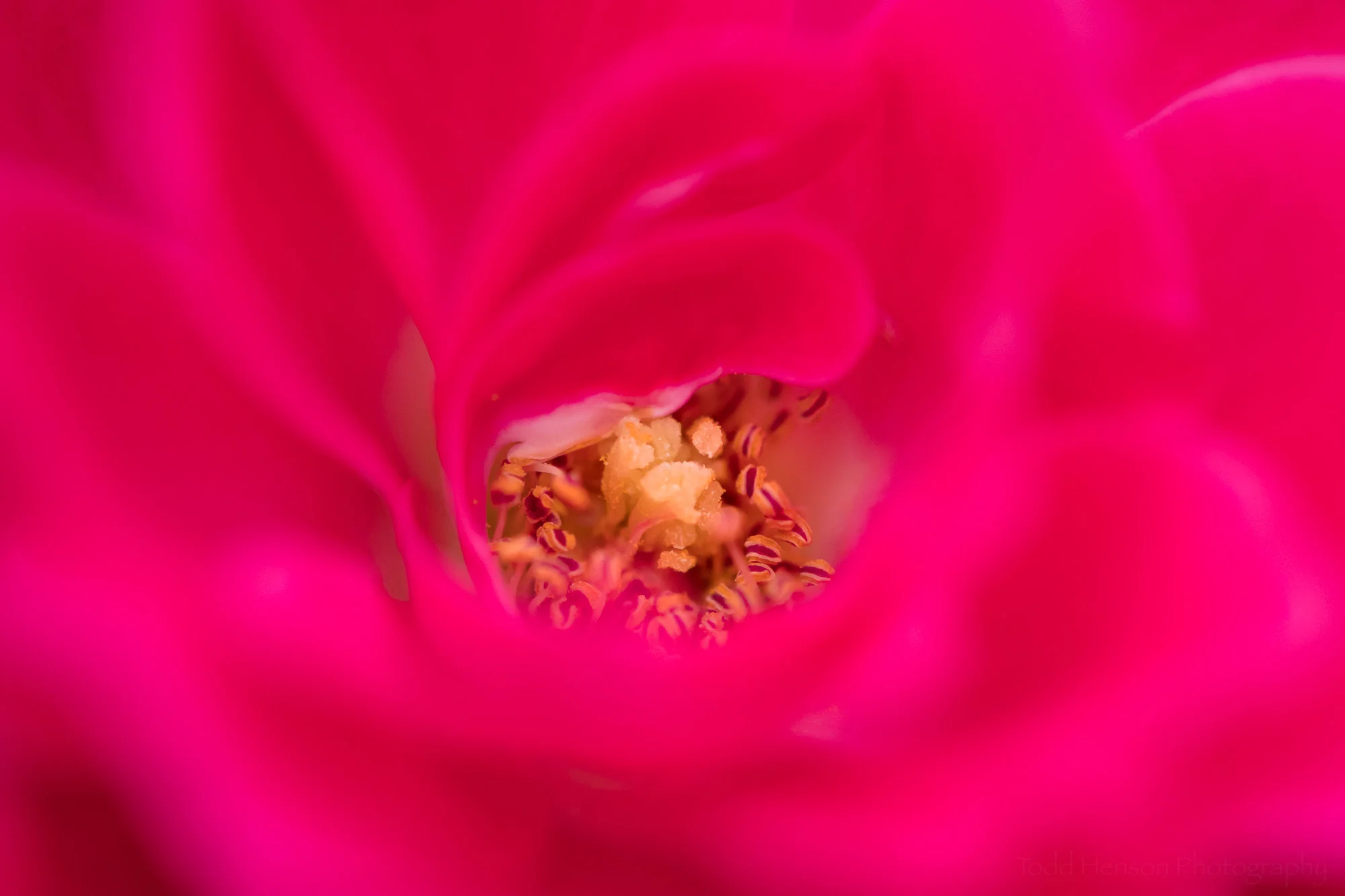 Inside a red rose