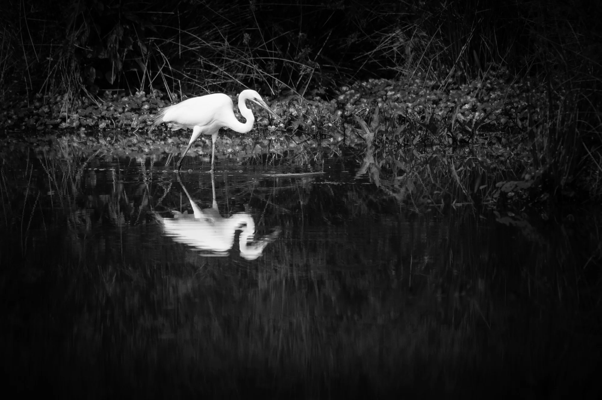 Reflecting on an Egret