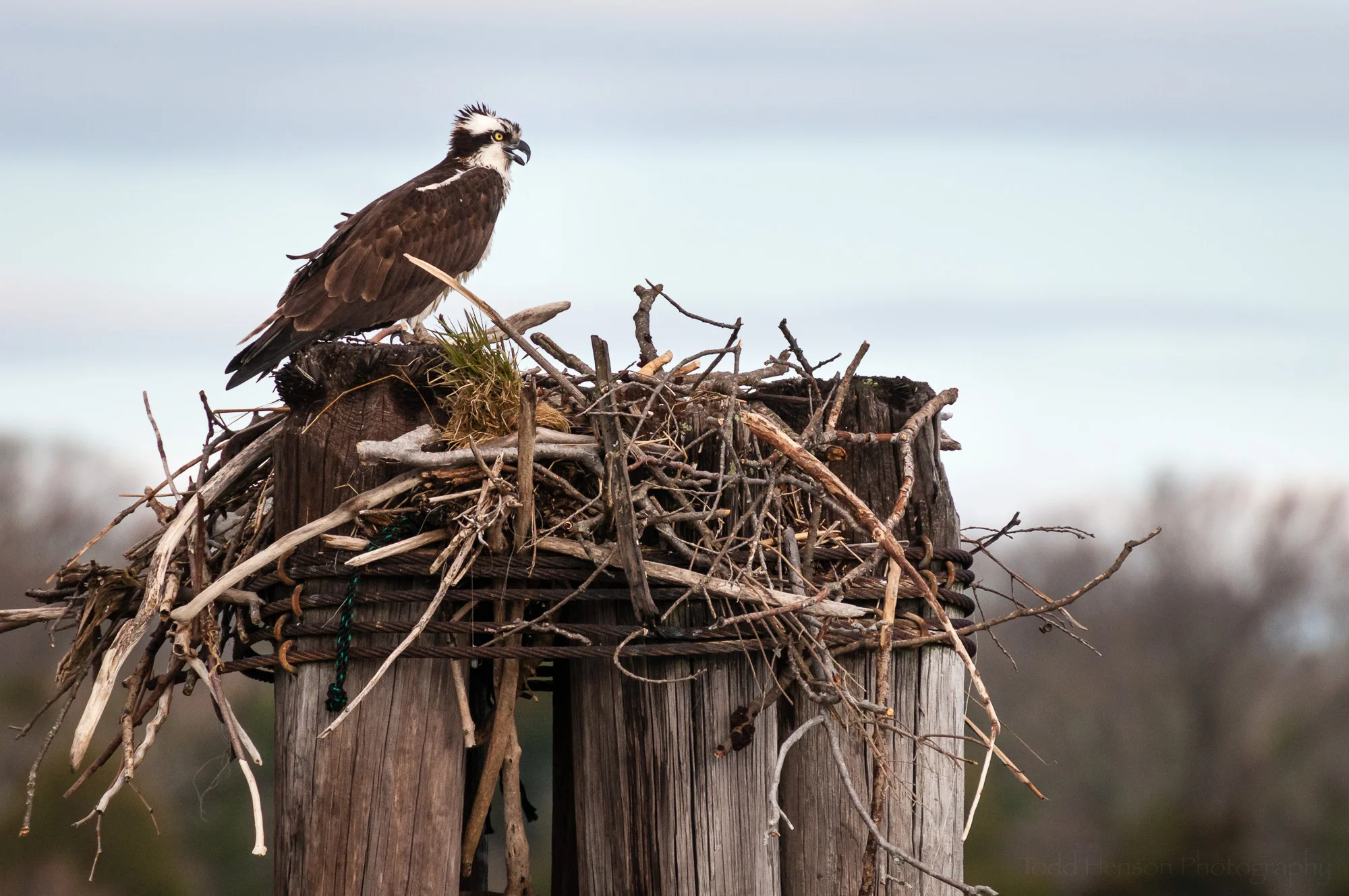Osprey building a nest on a windy day.