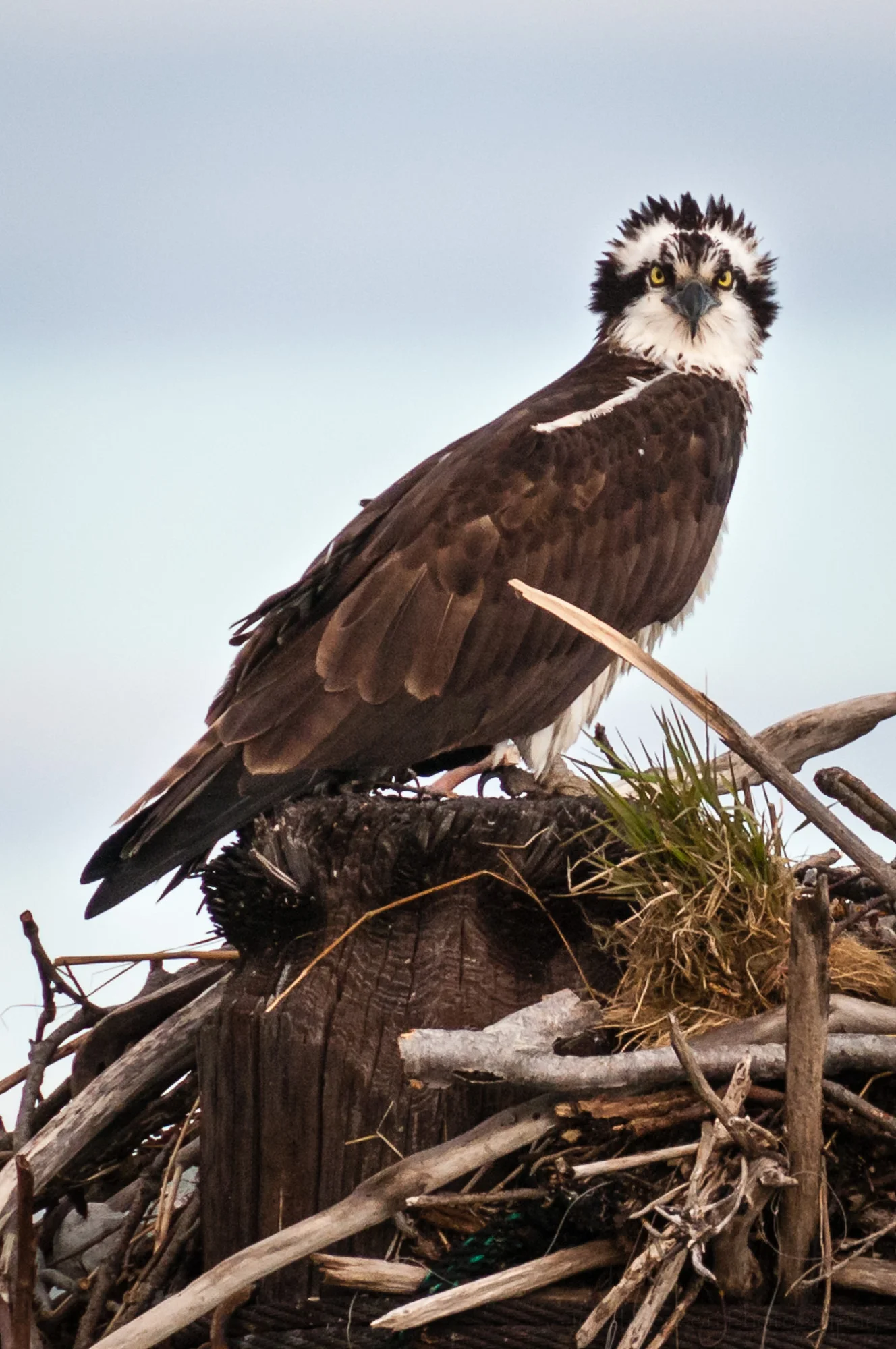 Closeup of osprey facing camera, head feathers upright.