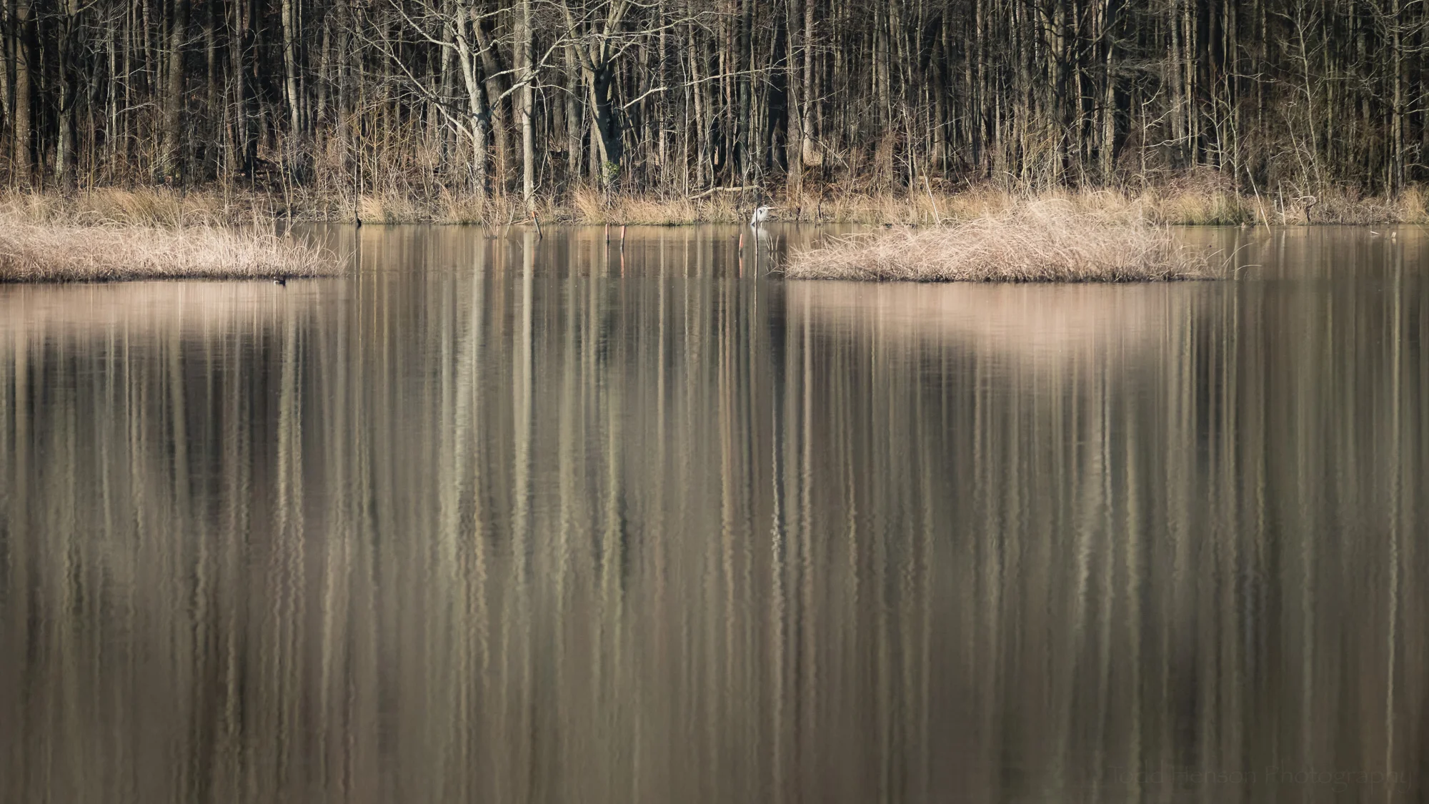 Reflections in the Wetlands . Click on the image for a larger view.