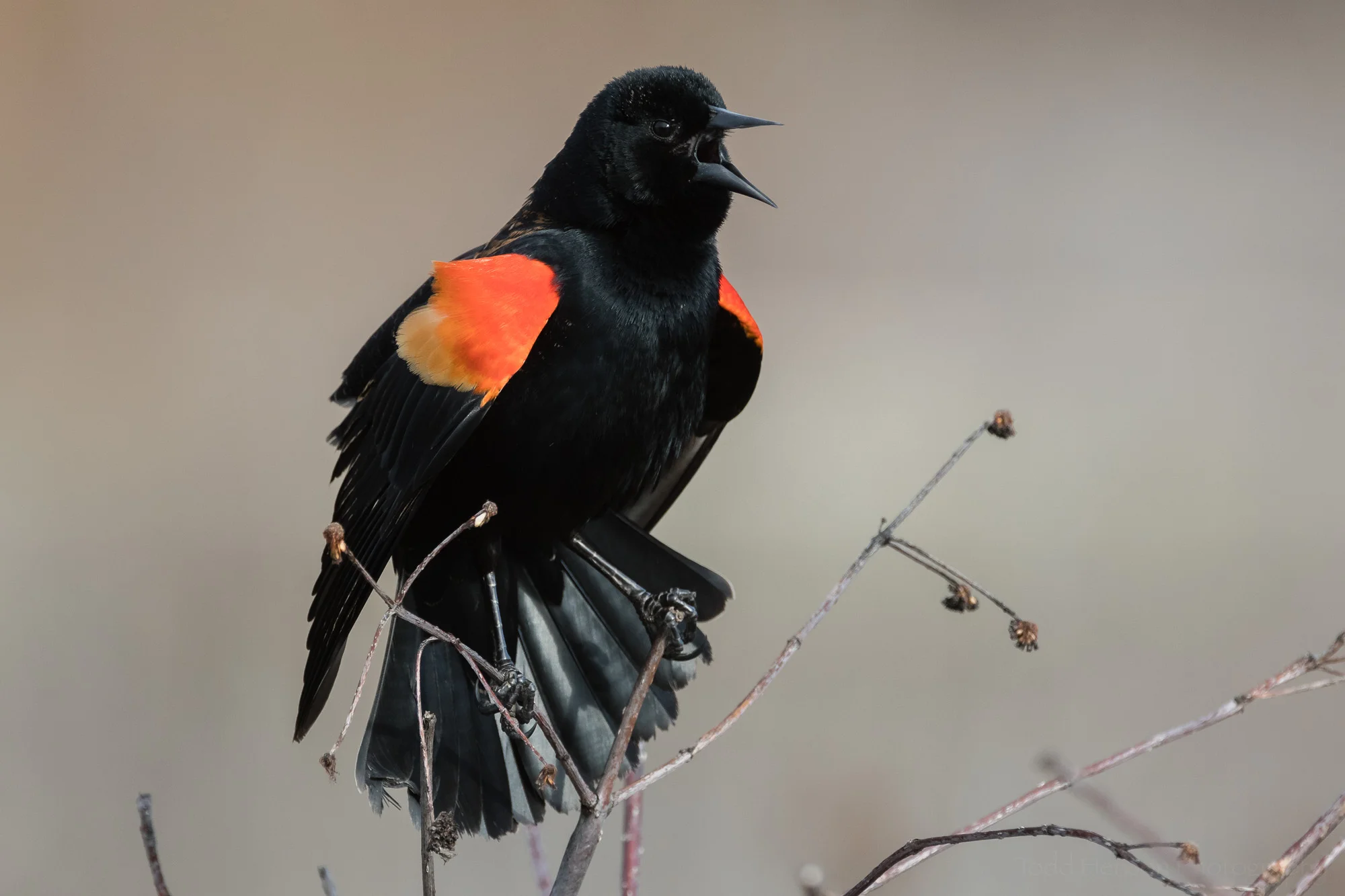 Image of a singing Red-winged Blackbird in a wetlands environment. Click to see a larger view.