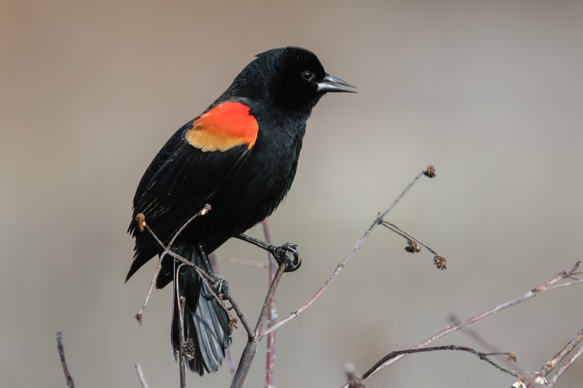 singing-red-winged-blackbird-sequence-1_THP.jpg