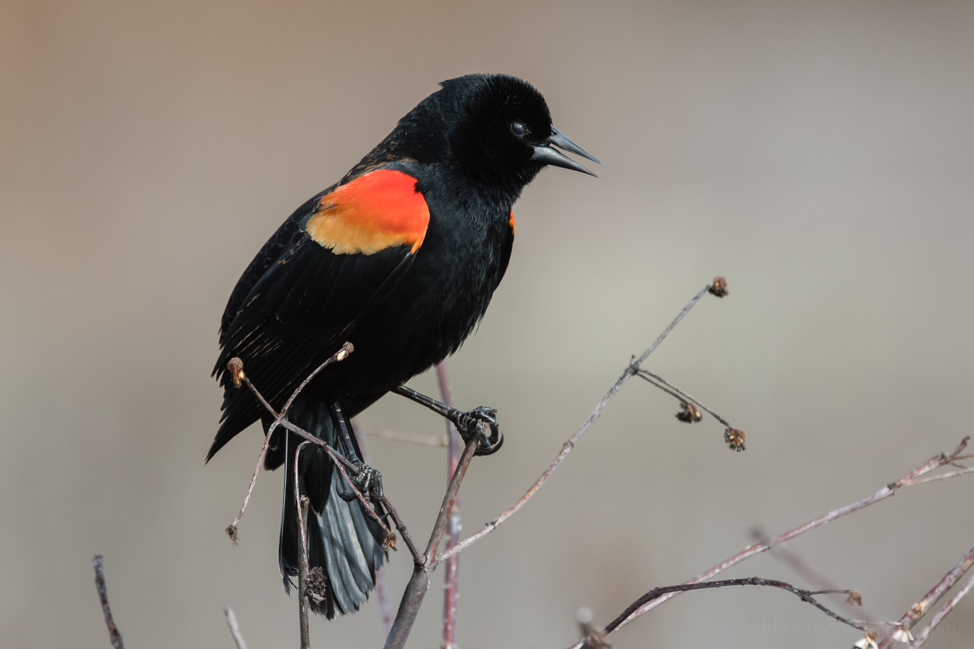 singing-red-winged-blackbird-sequence-2_THP.jpg