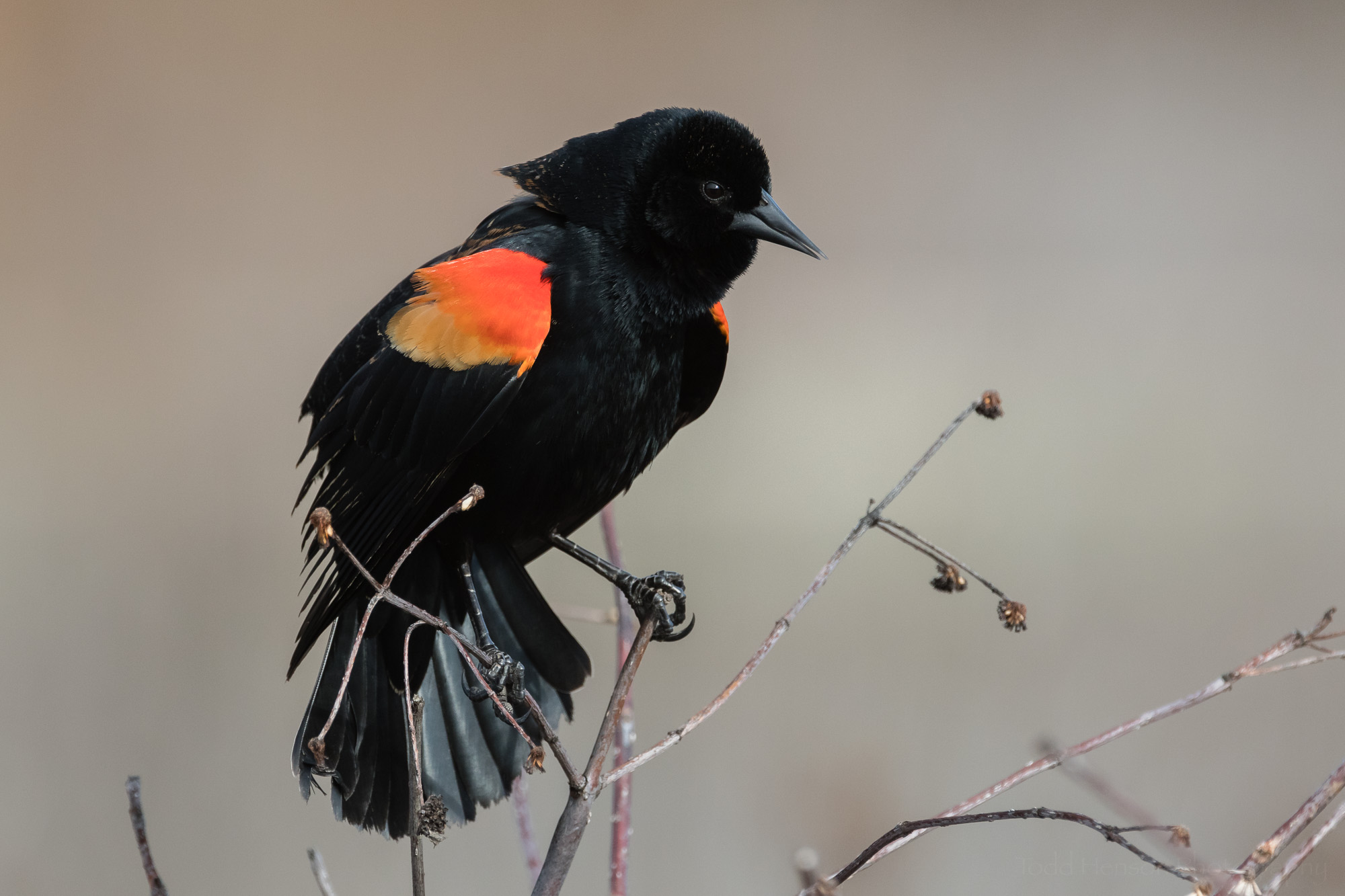 singing-red-winged-blackbird-sequence-3_THP.jpg