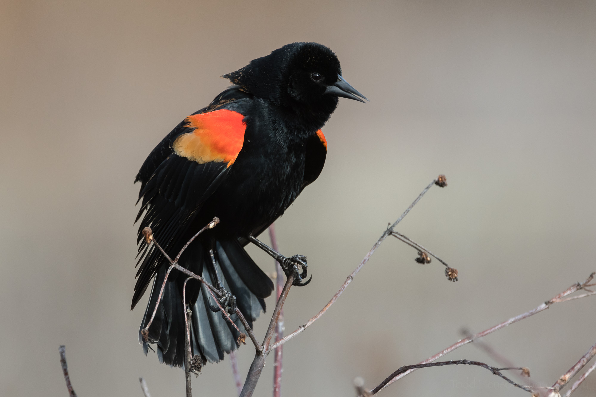 singing-red-winged-blackbird-sequence-4_THP.jpg