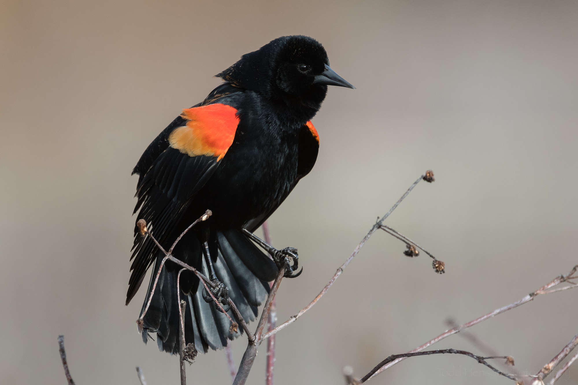 singing-red-winged-blackbird-sequence-5_THP.jpg