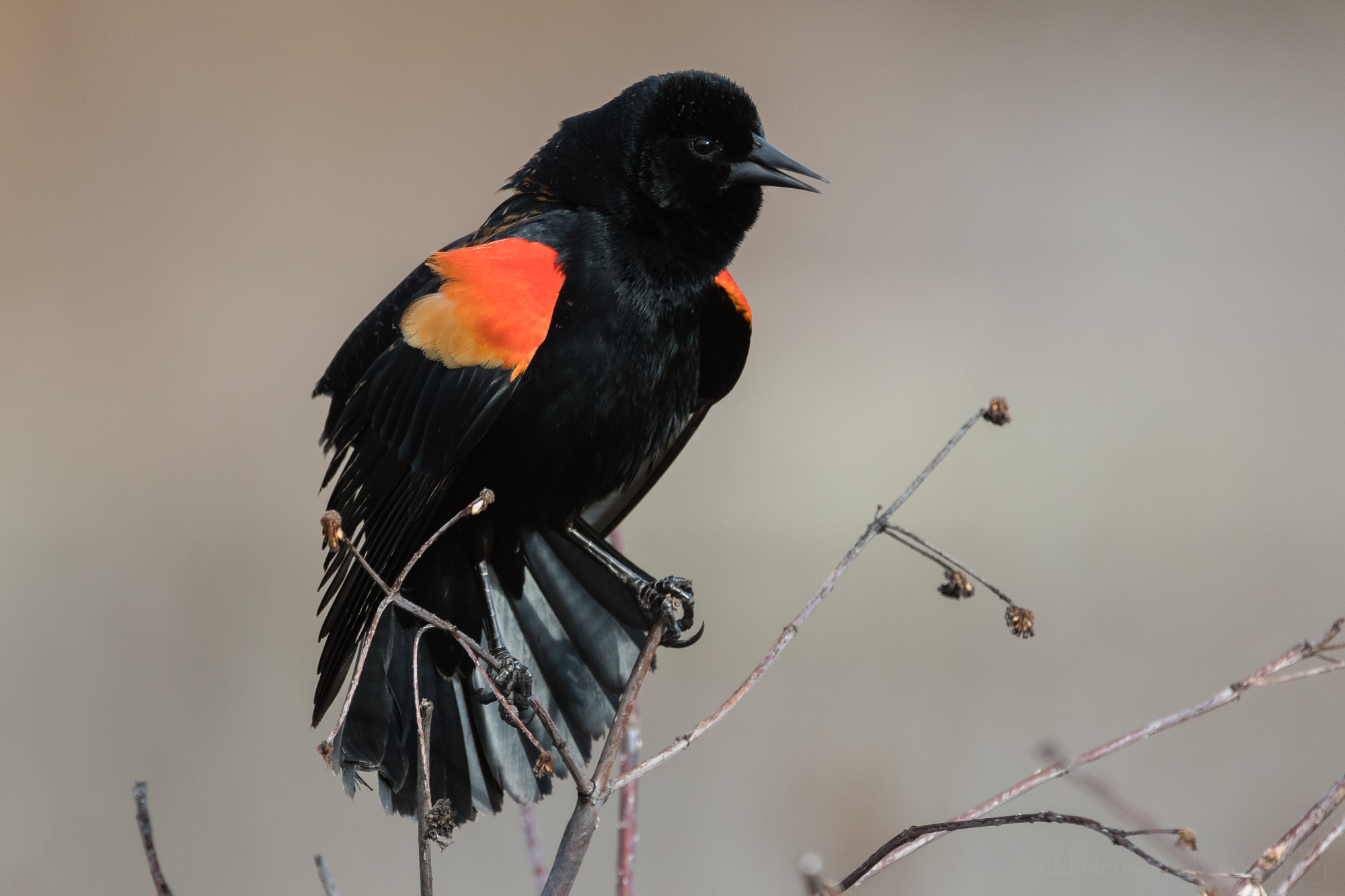 singing-red-winged-blackbird-sequence-6_THP.jpg