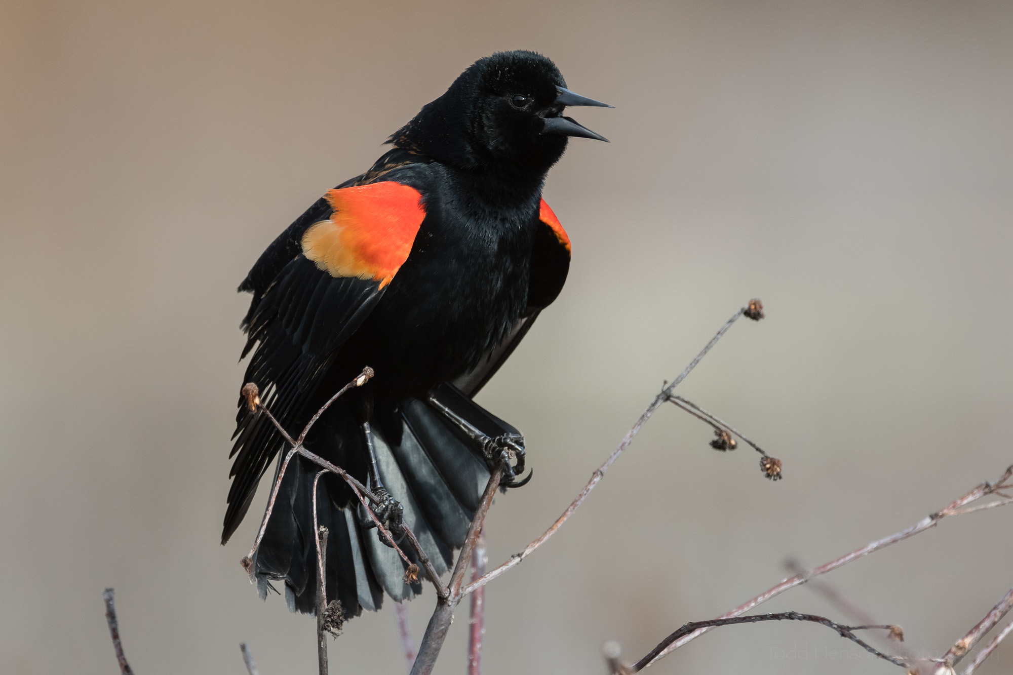 singing-red-winged-blackbird-sequence-7_THP.jpg