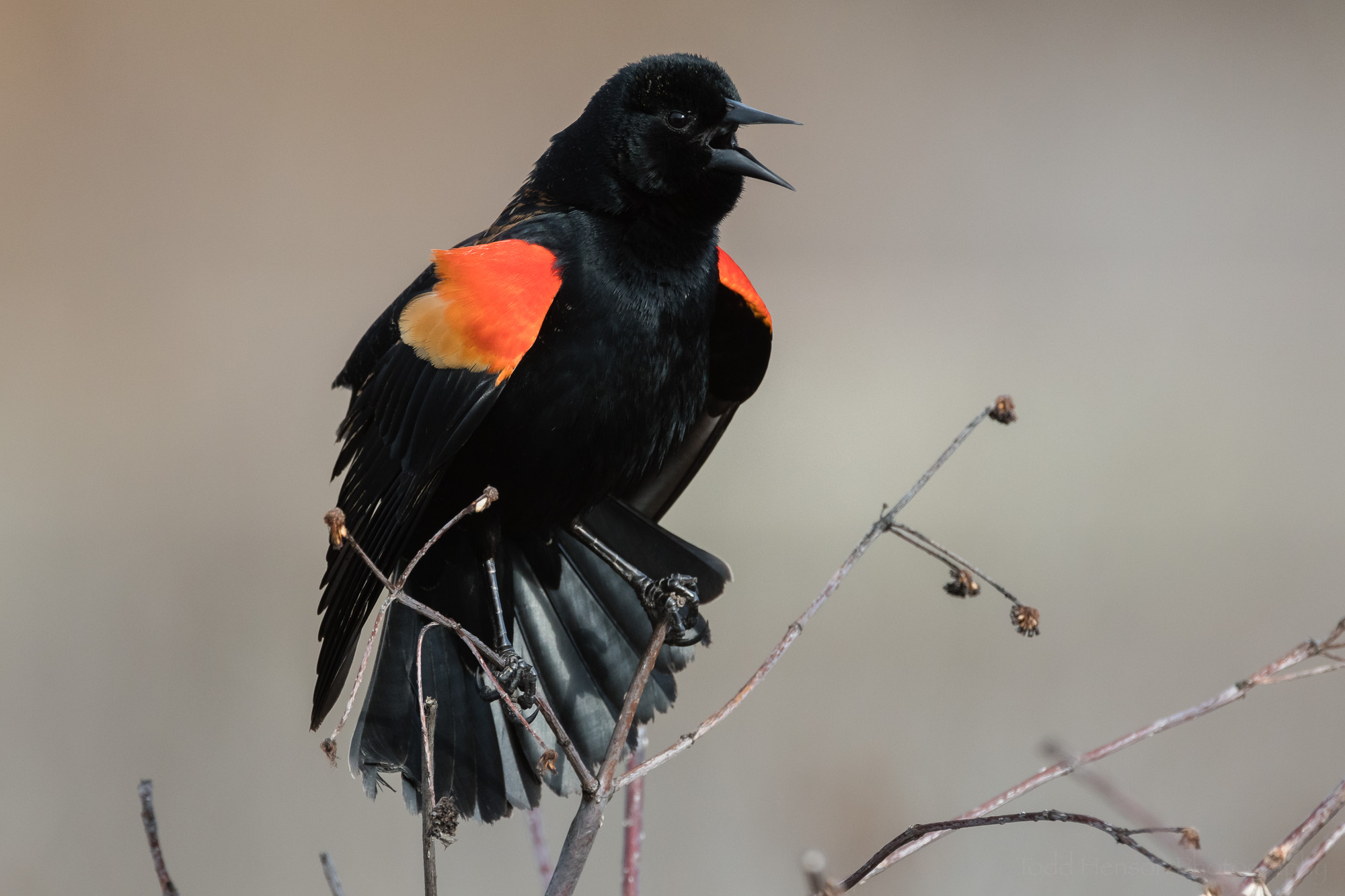 singing-red-winged-blackbird-sequence-8_THP.jpg