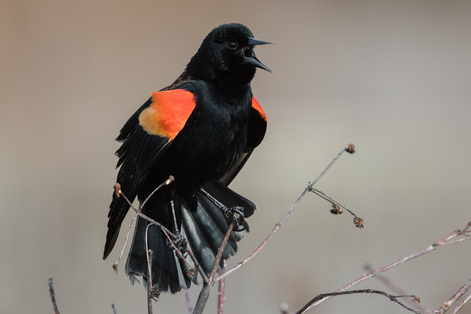 singing-red-winged-blackbird-sequence-9_THP.jpg