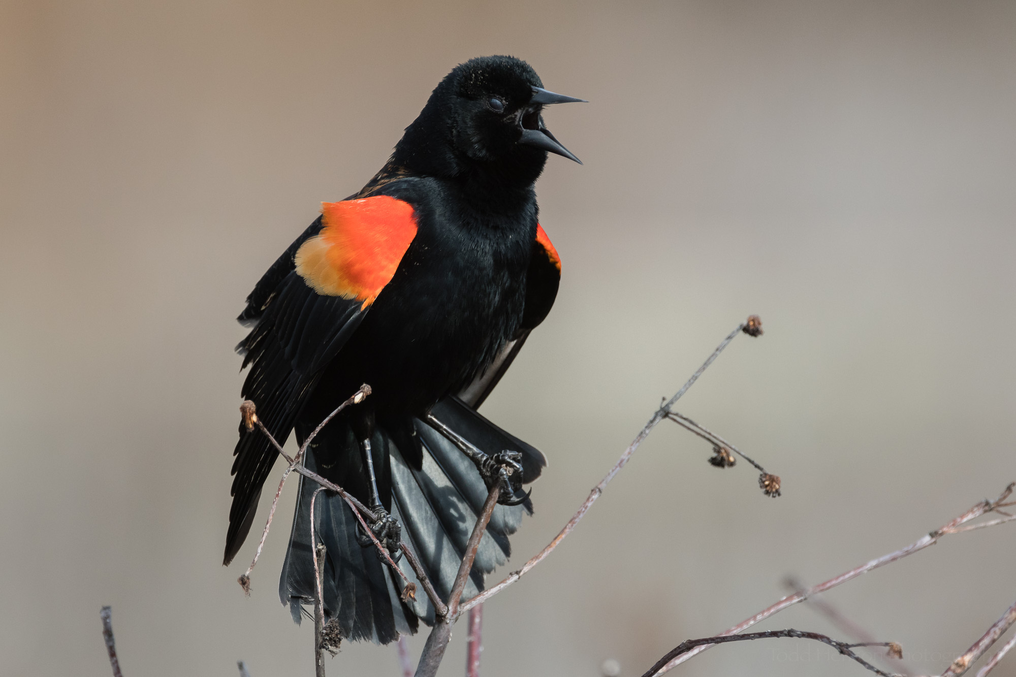 singing-red-winged-blackbird-sequence-11_THP.jpg