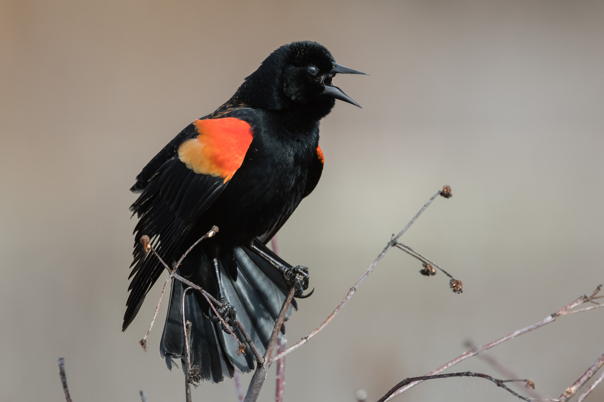 singing-red-winged-blackbird-sequence-12_THP.jpg