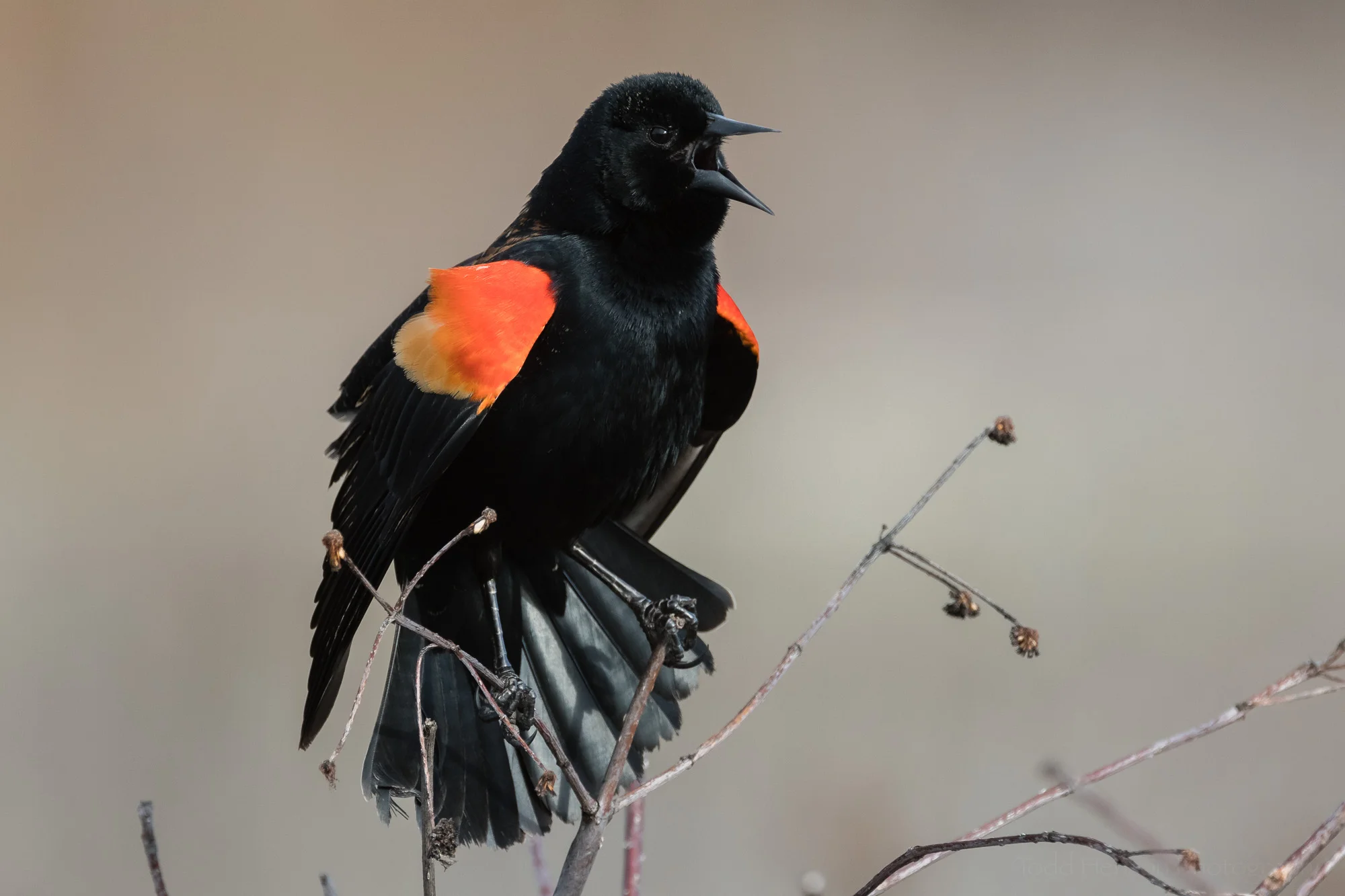 Red-winged Blackbird with eye fully open. Click the image for a larger view.