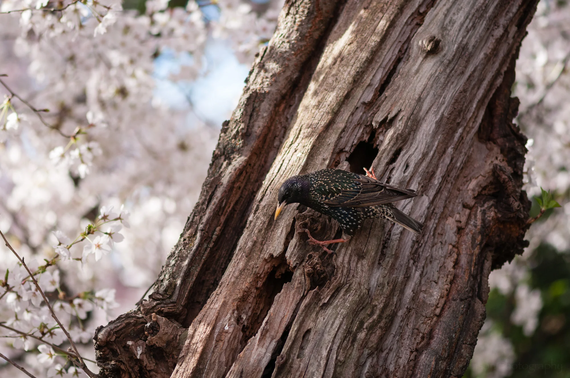 European Starling outside its nest hole in a cherry tree.