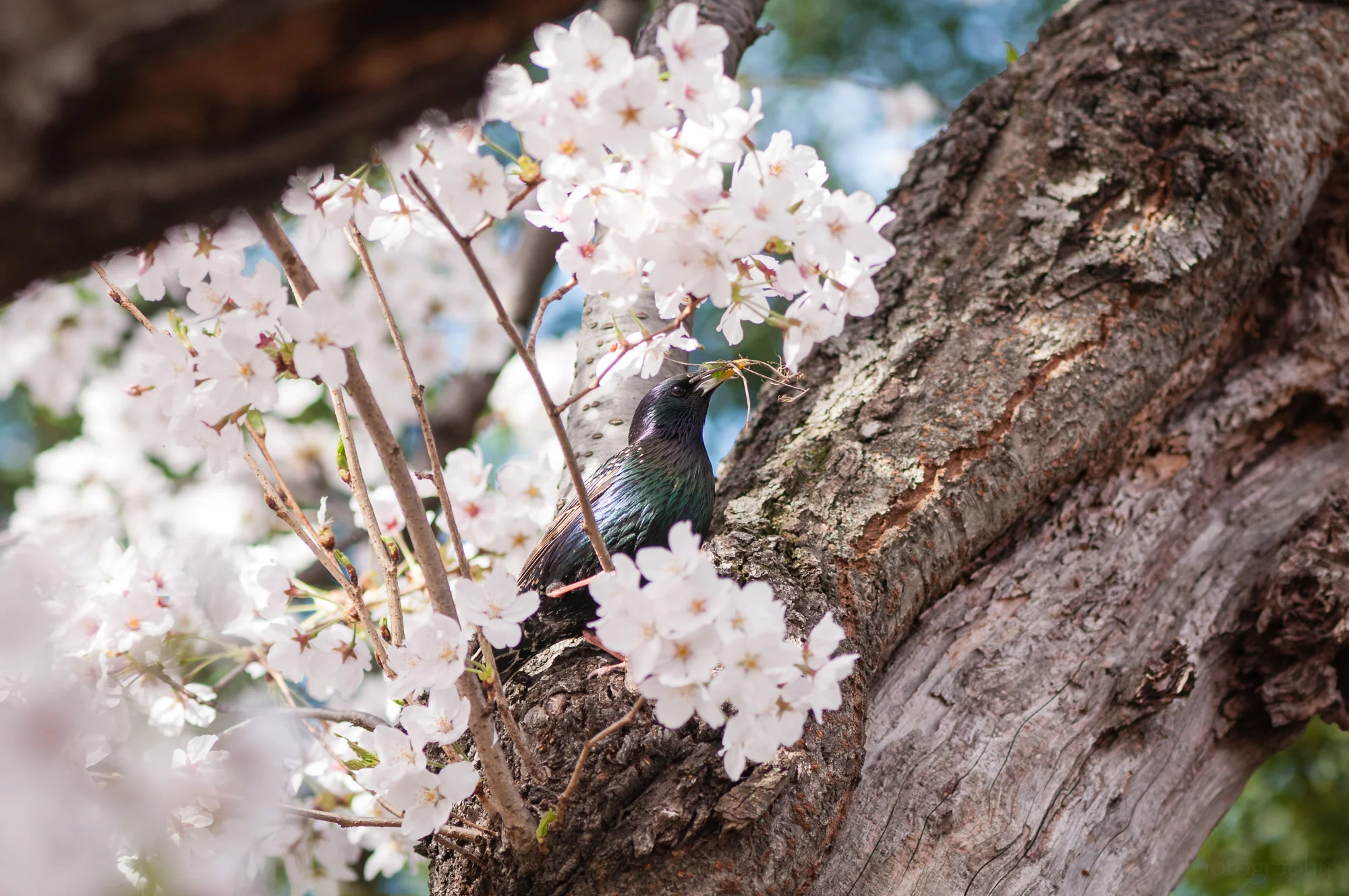 European Starling gathering nesting material in a cherry tree.