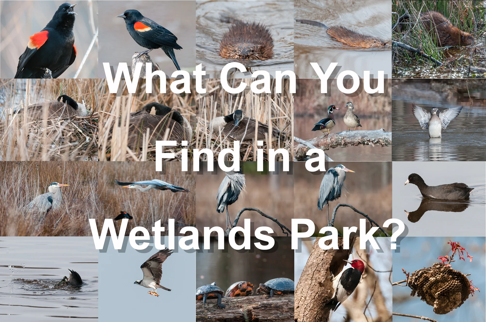 What can you find in a wetlands park?