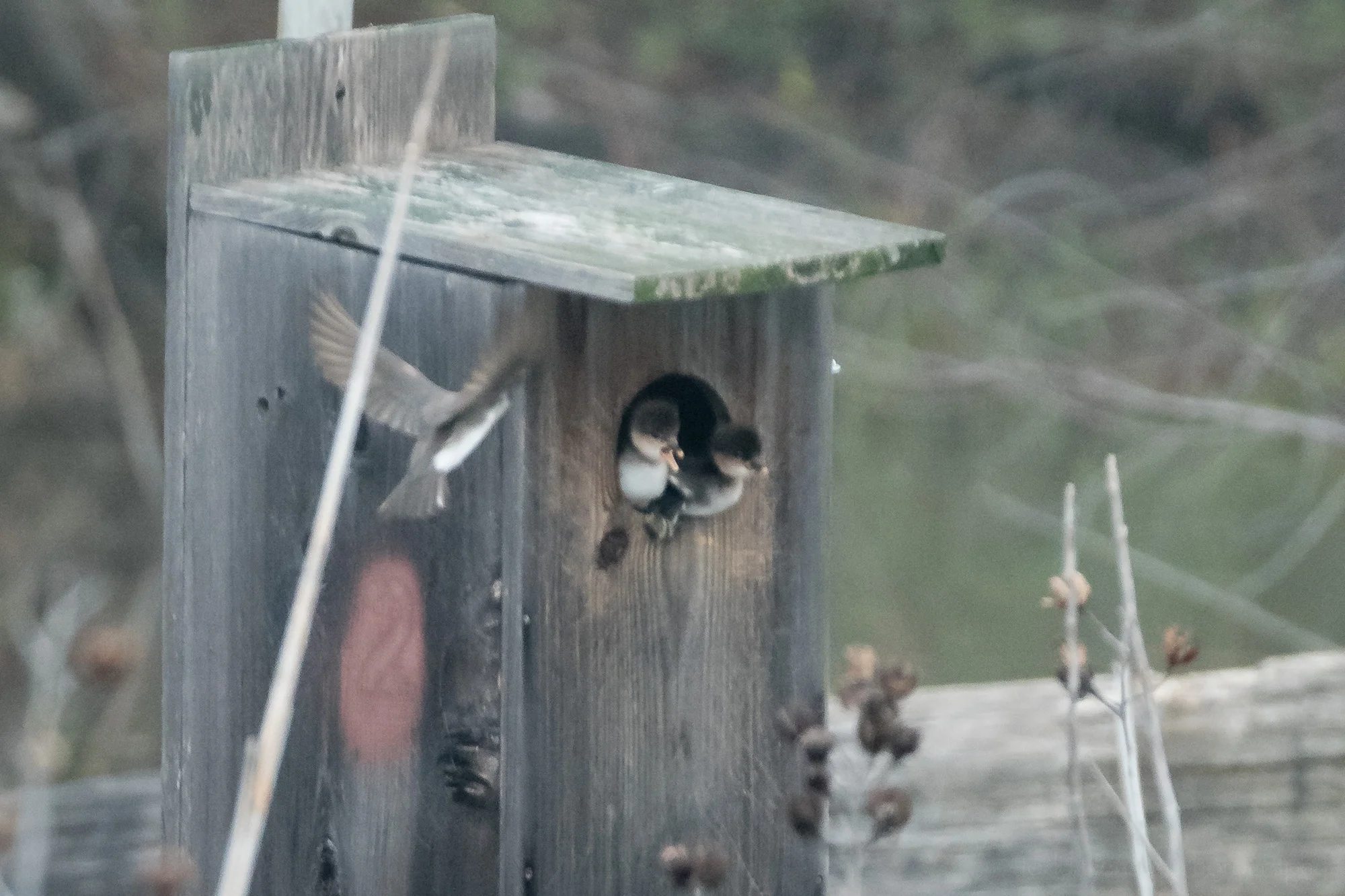 A swallow flies by, watching two little Hooded Merganser ducklings in their nest box.