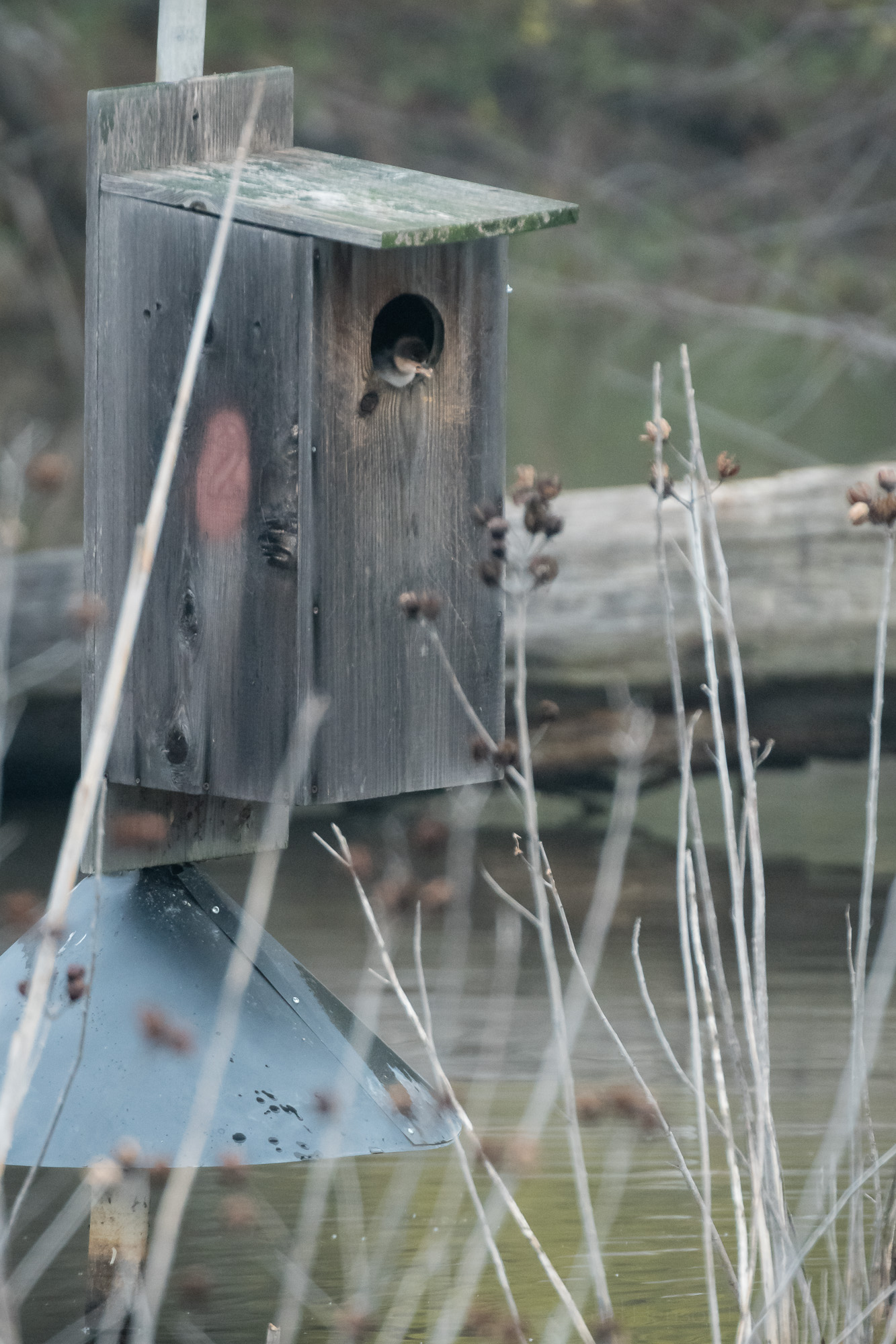 Duckling Jumping From Box #2