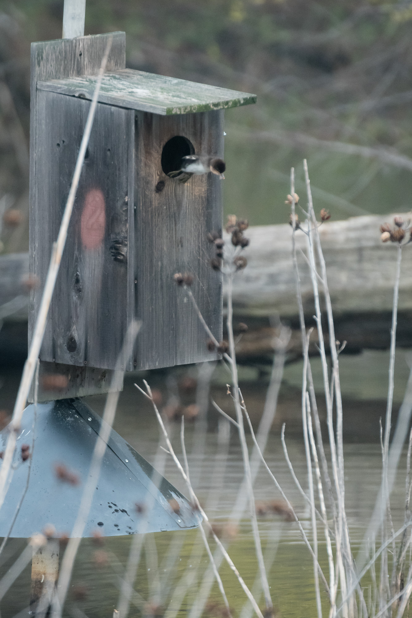 Duckling Jumping From Box #4