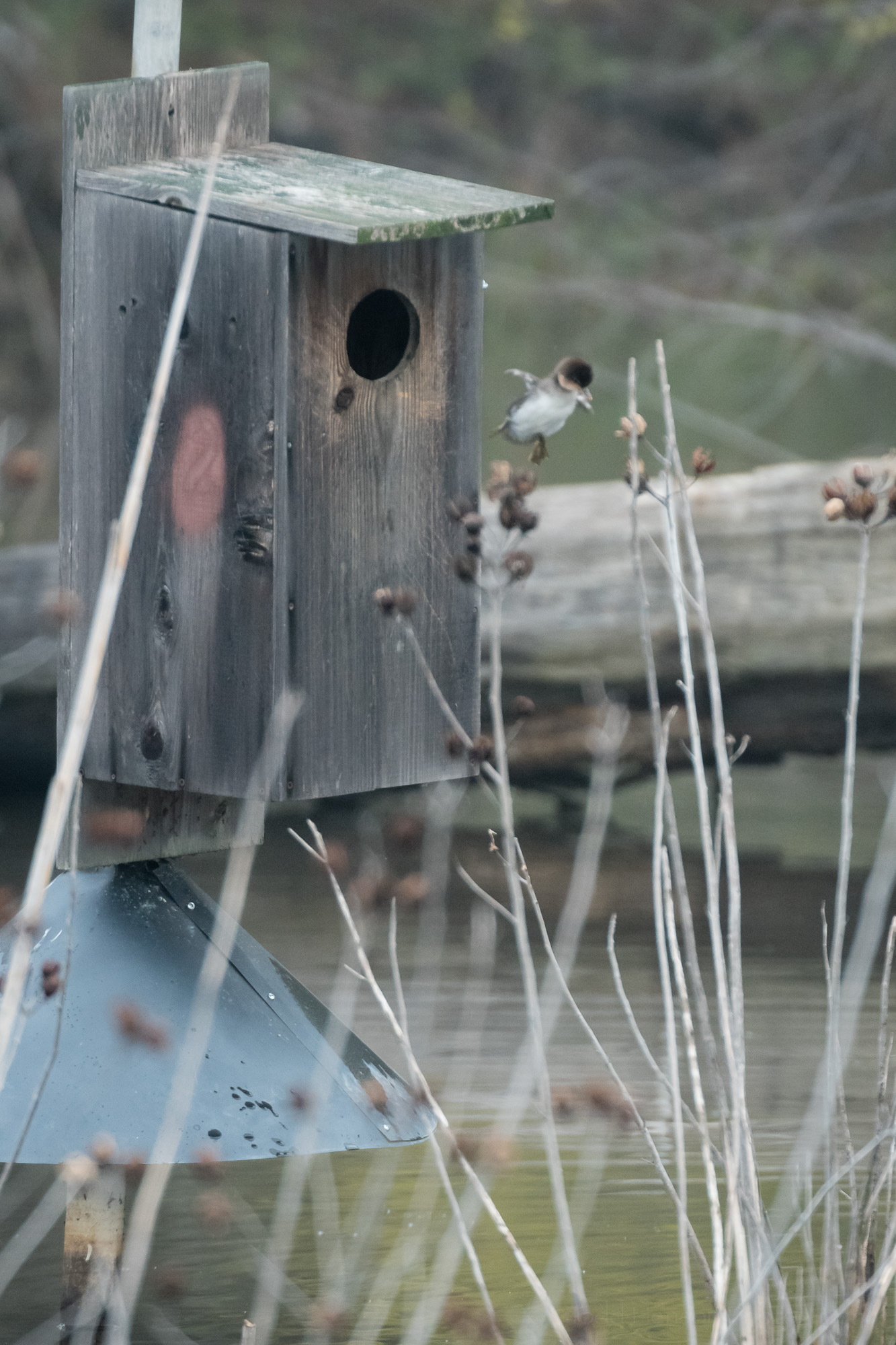 Duckling Jumping From Box #5