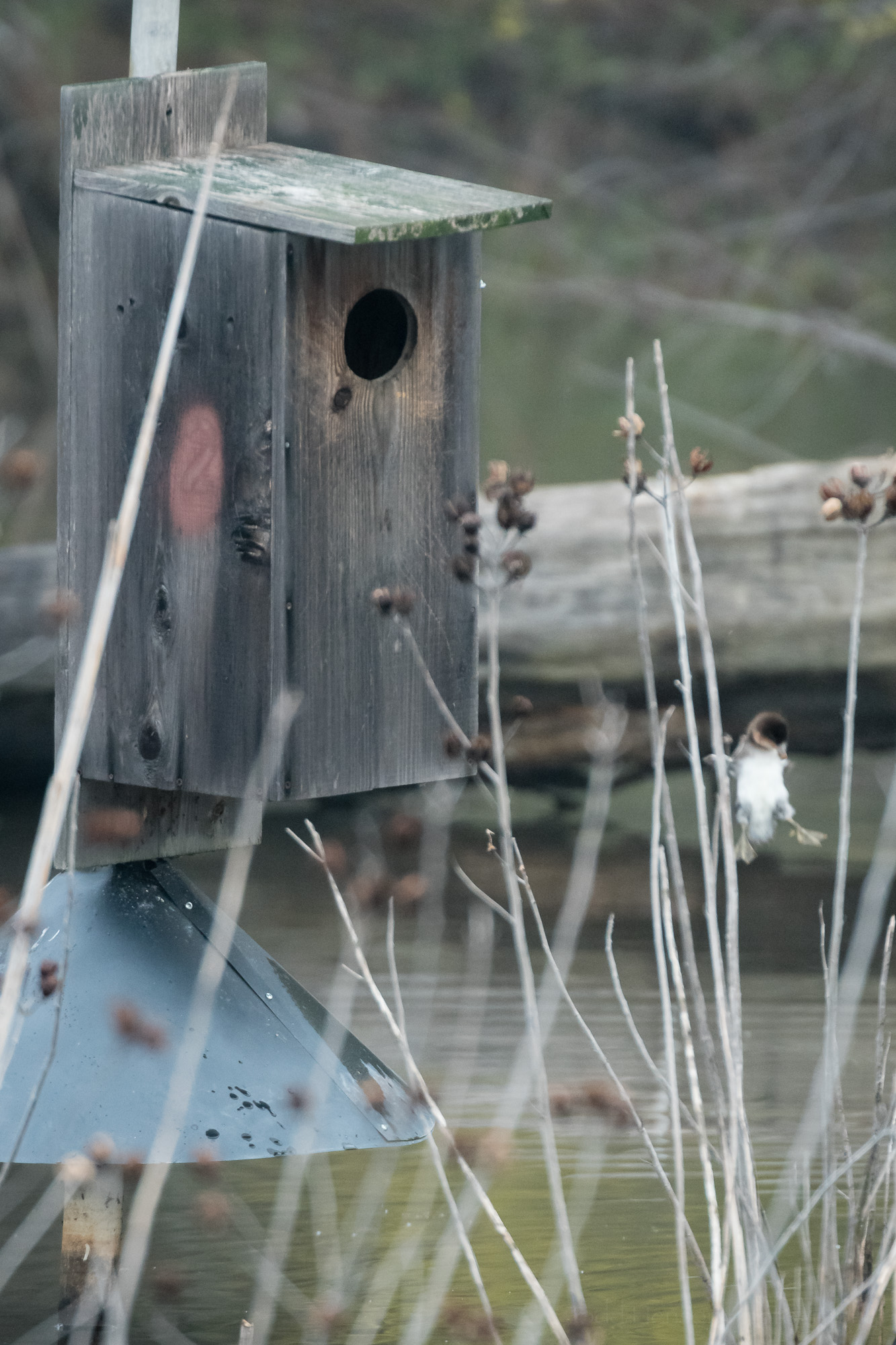 Duckling Jumping From Box #7