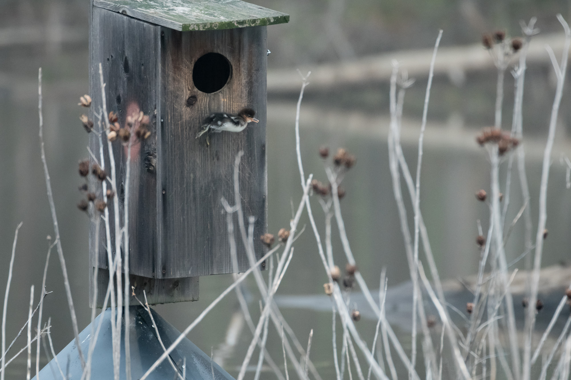 Duckling Falling From Box #2