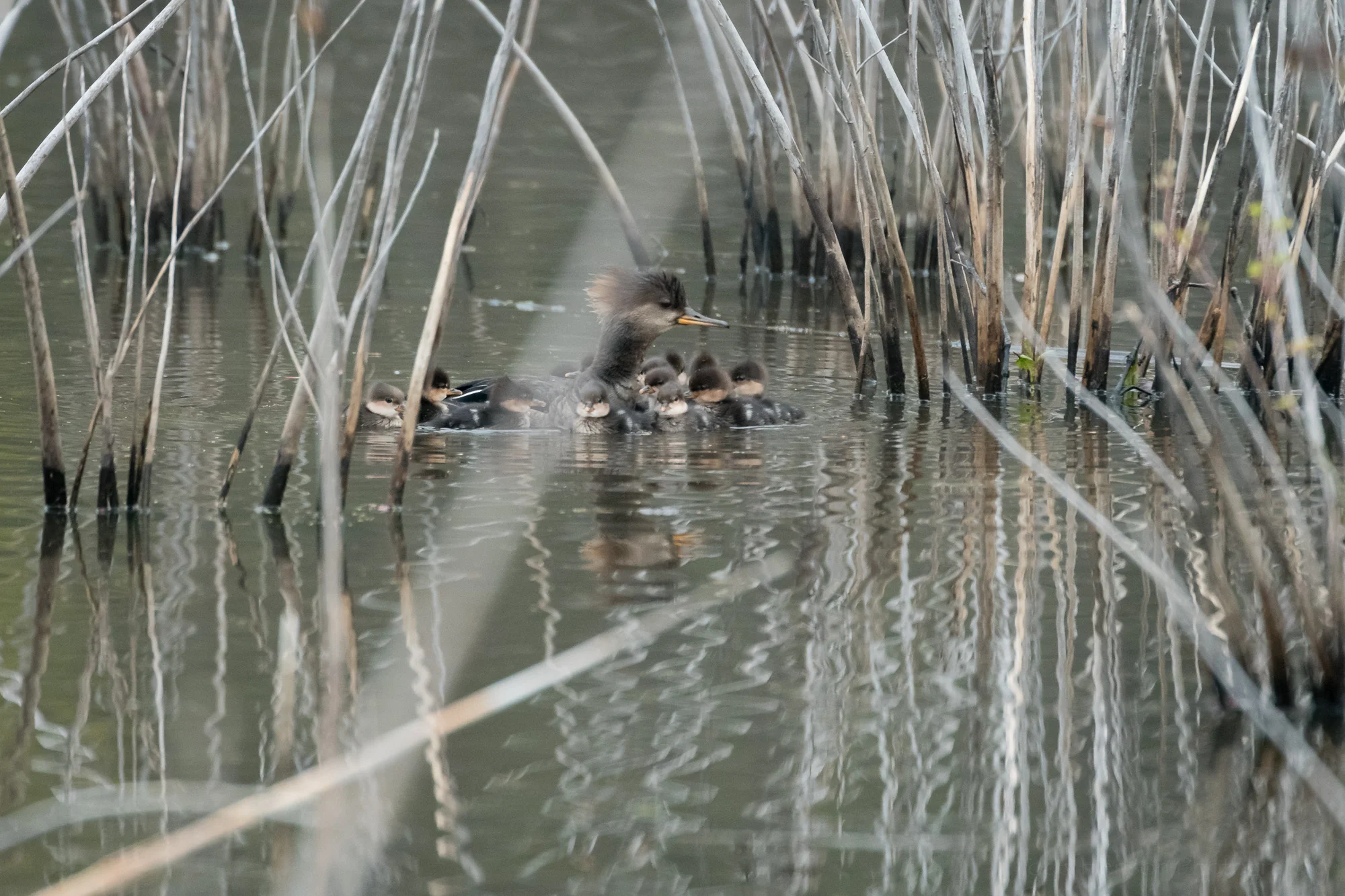 Mother reunites with her ducklings.