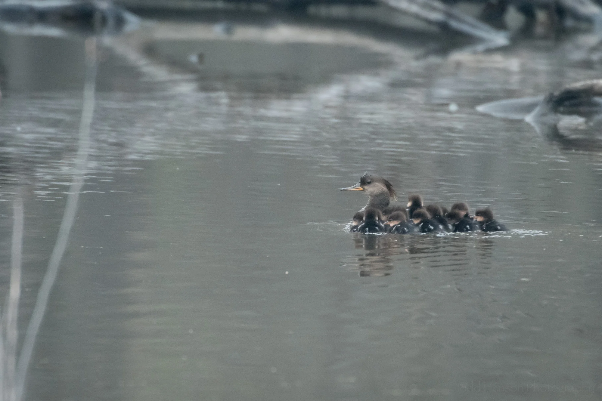 Hooded Merganser Family sticking together and swimming further into the wetlands.