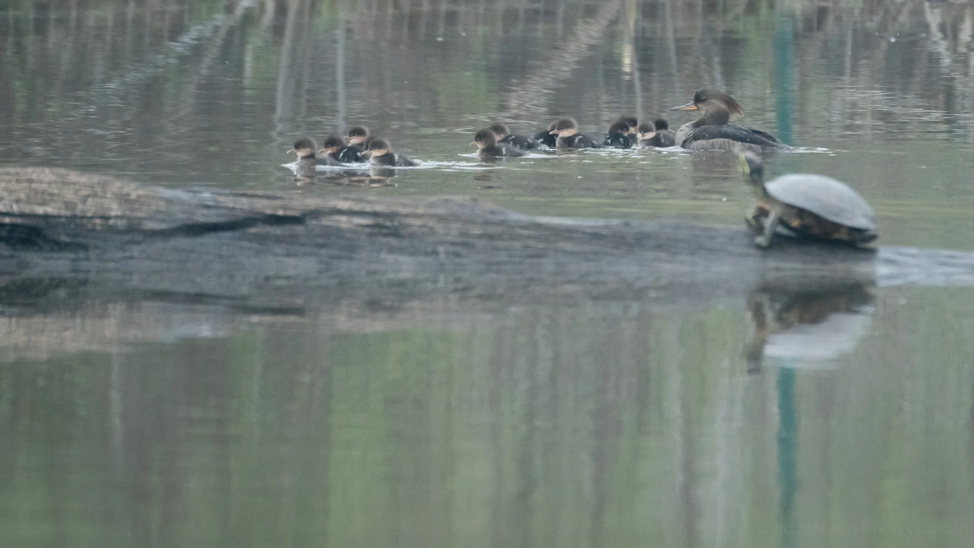 They briefly broke up when passing behind a turtle basking on a log.