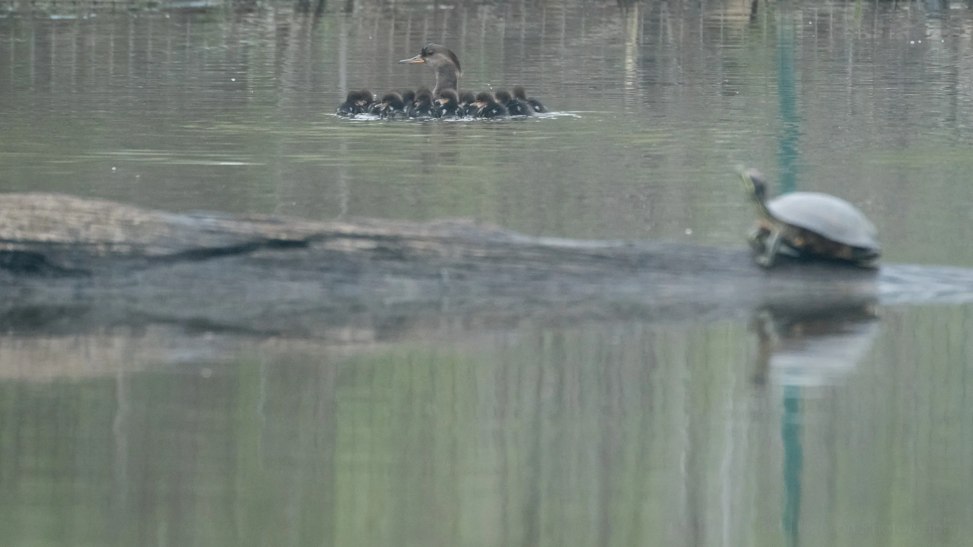 But they quickly came back together as a group before disappearing into the distance.