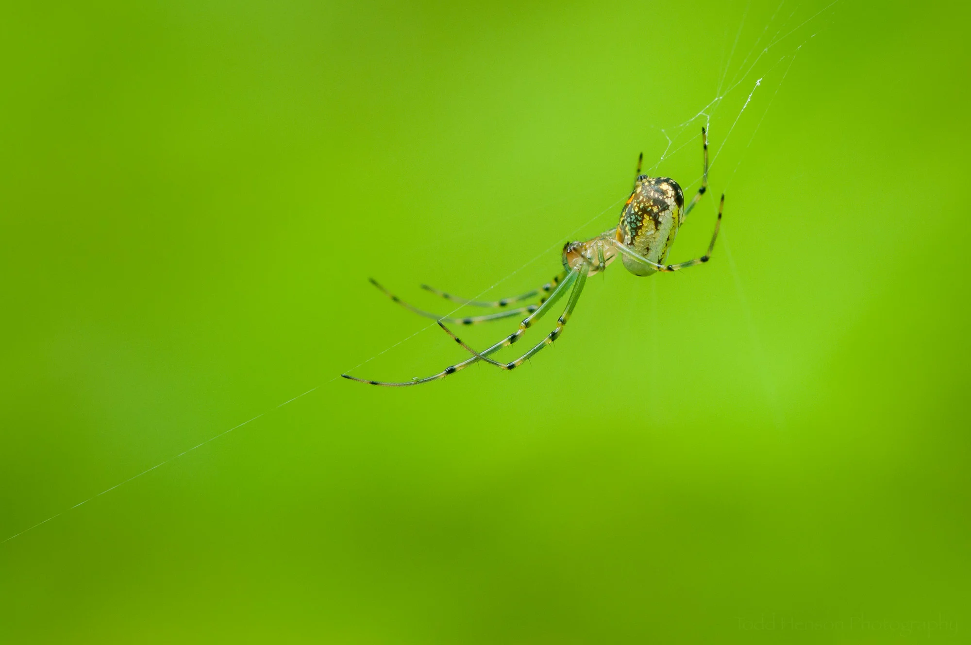 Profile image of an Orchard Spider.