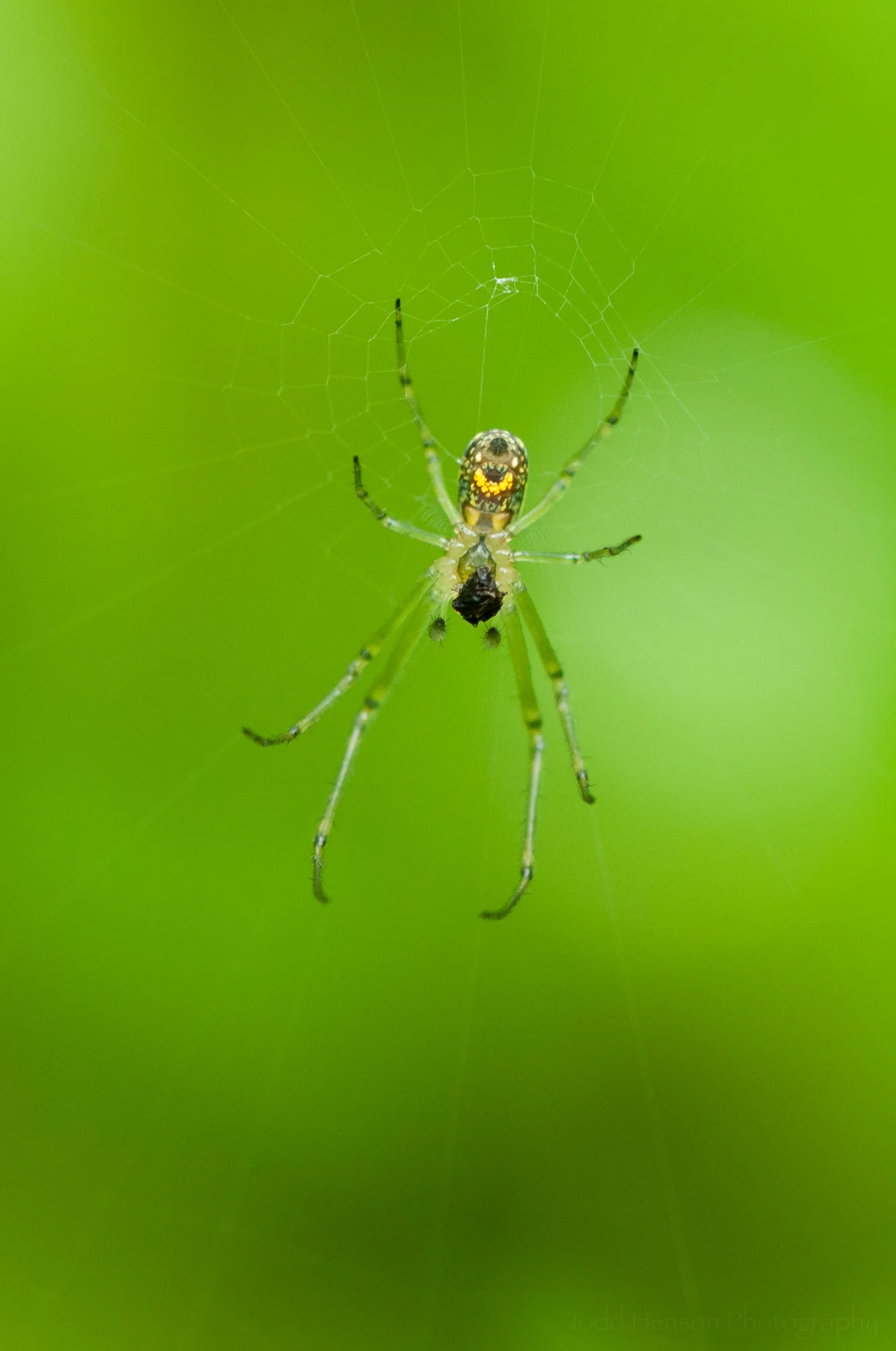 Underside of an Orchard Spider showing bright yellow patch.