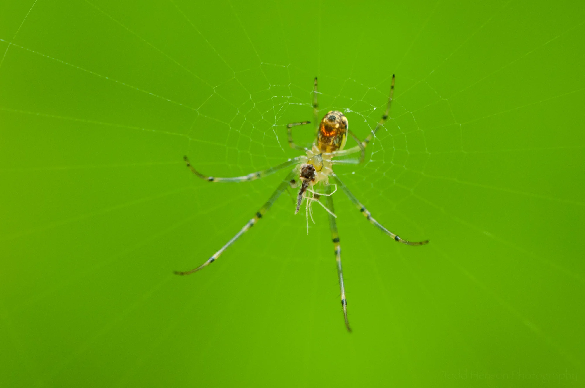 Orchard Spider with prey.