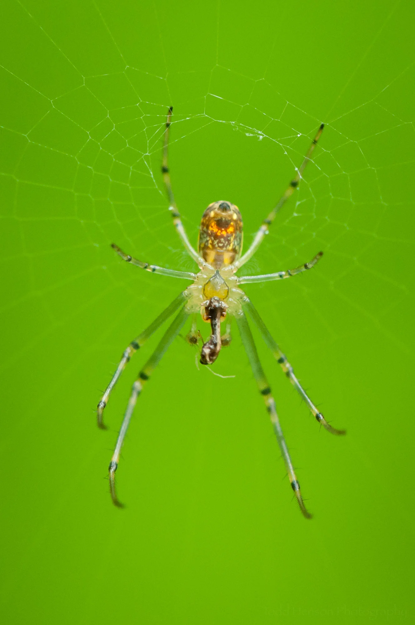 Another image of an Orchard Spider with prey.