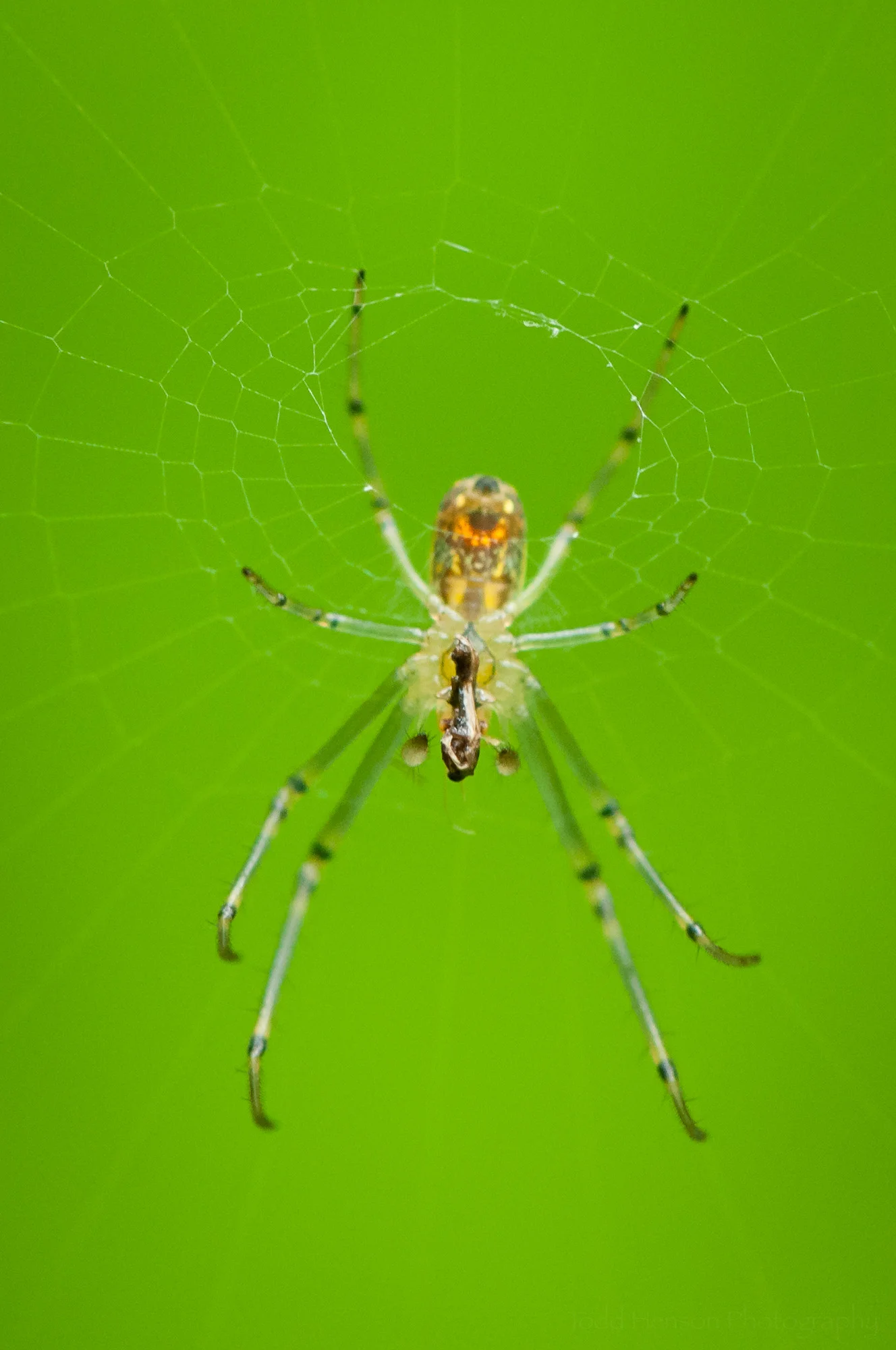 Final image of the Orchard Spider with prey.