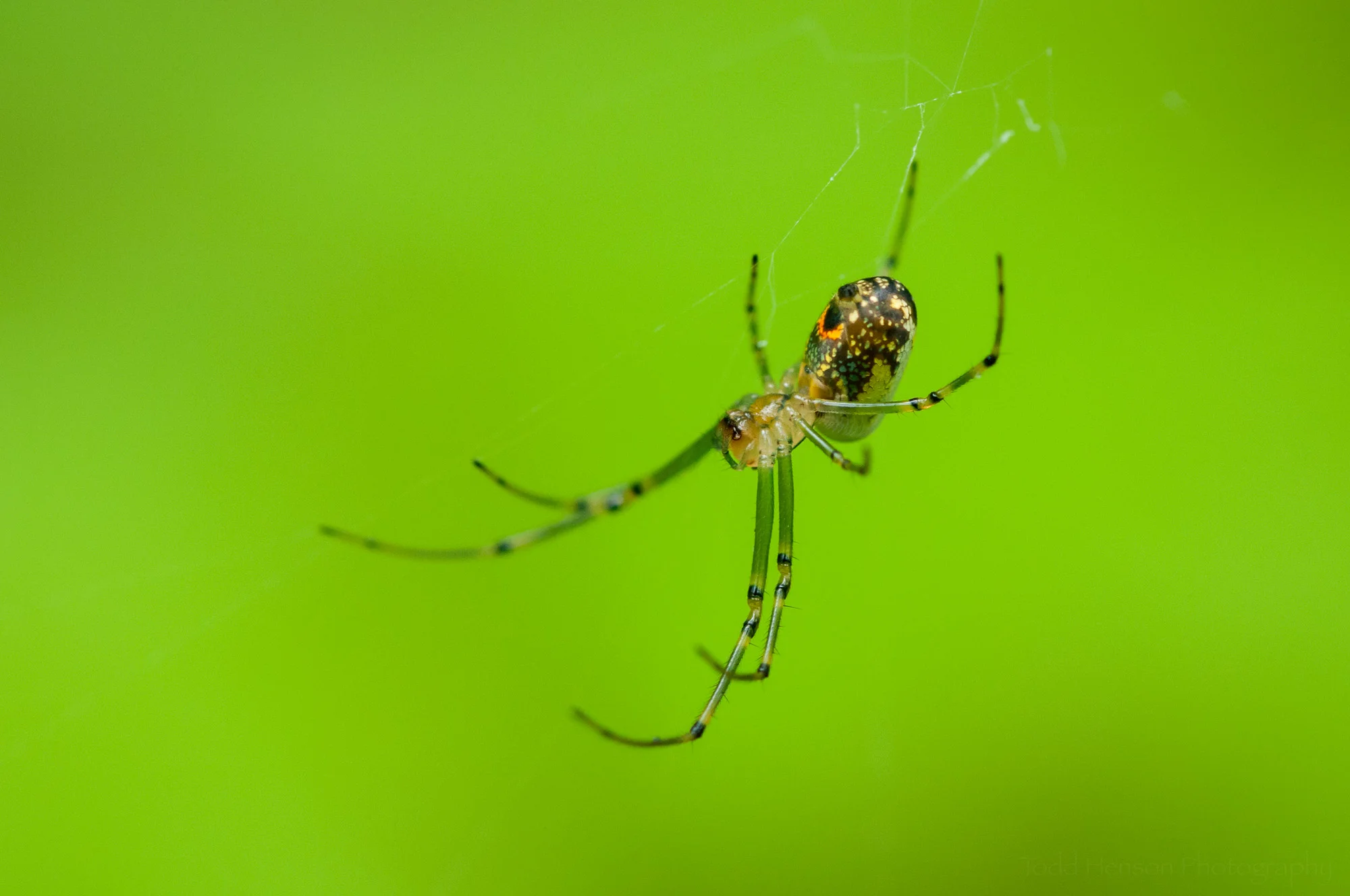 Orchard Spider in its web.