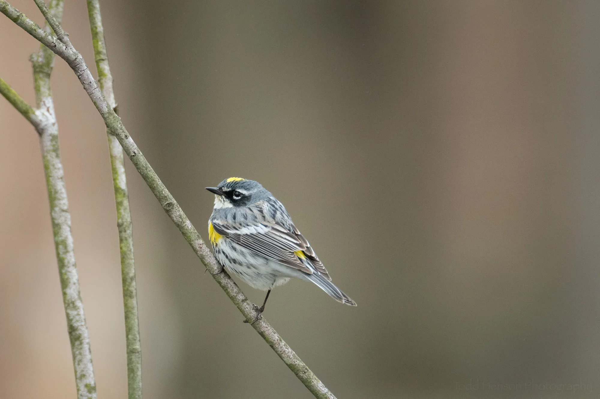 Yellow-rumped (Myrtle) Warbler perched on a branch.