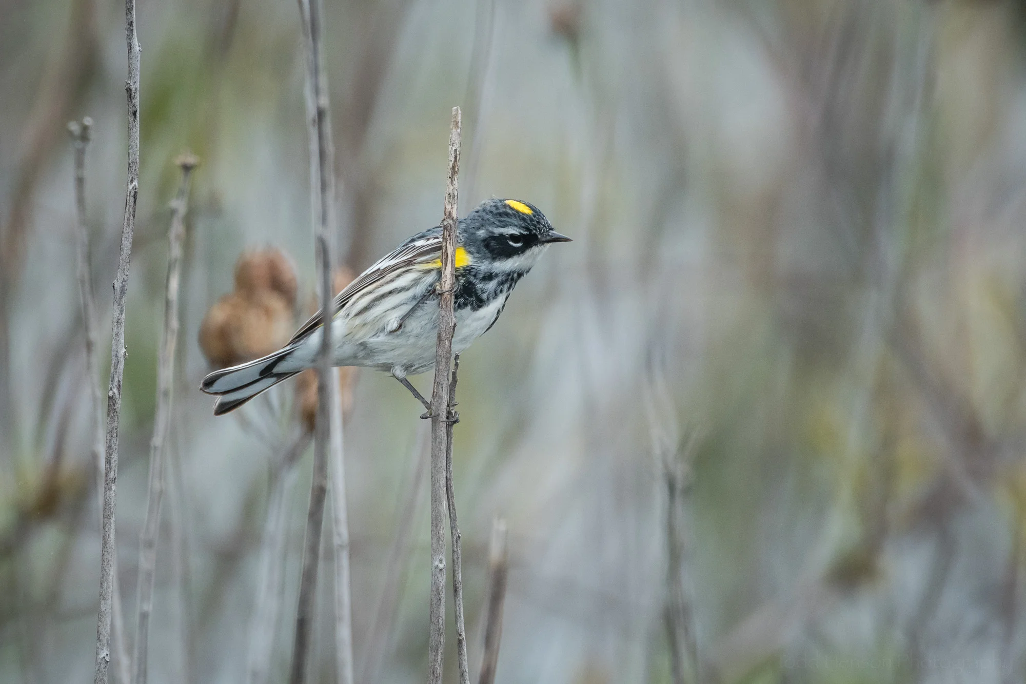 Side and underside of a Yellow-rumped (Myrtle) Warbler in the brush.
