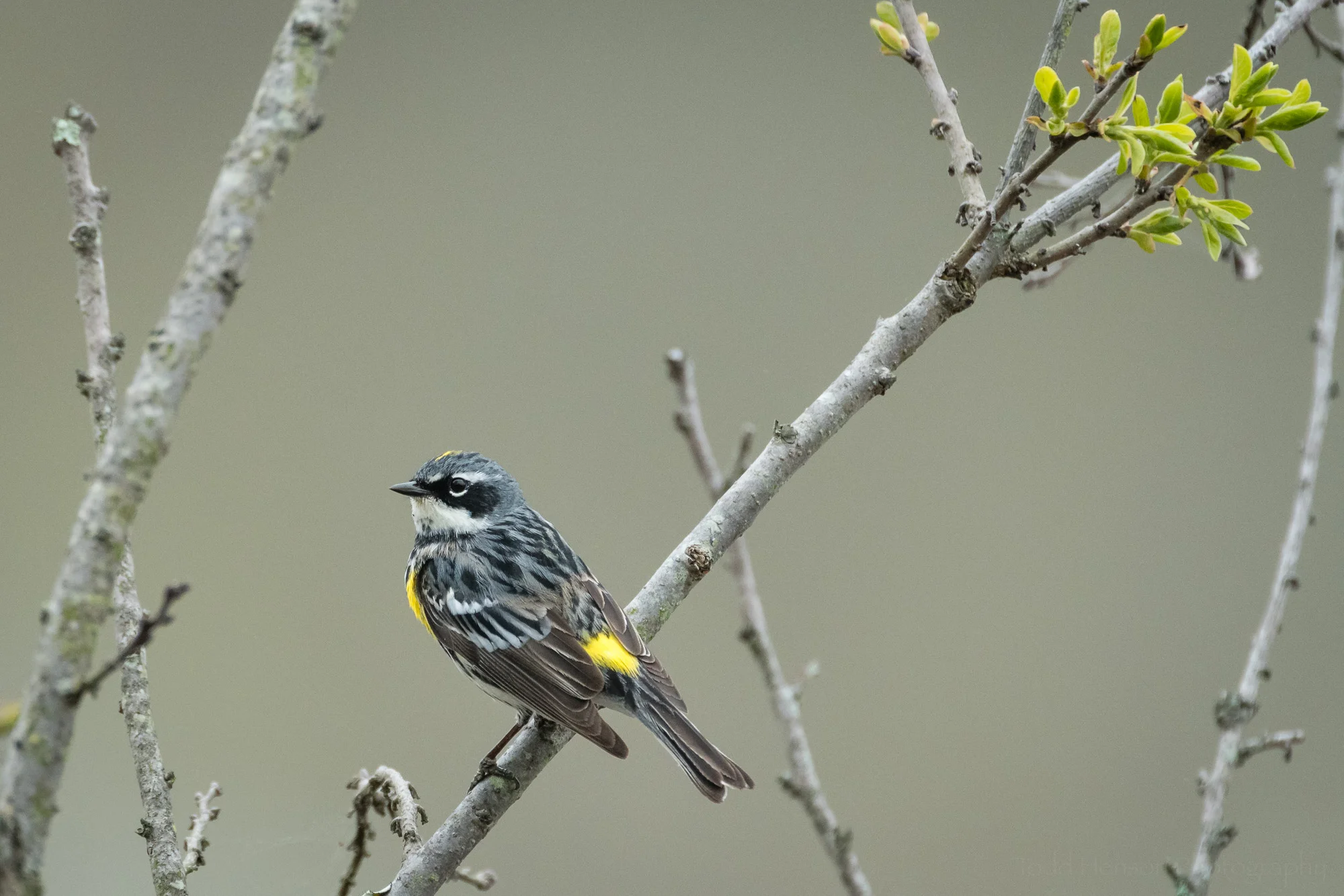 Side view of a Yellow-rumped (Myrtle) Warbler perched in the brush.