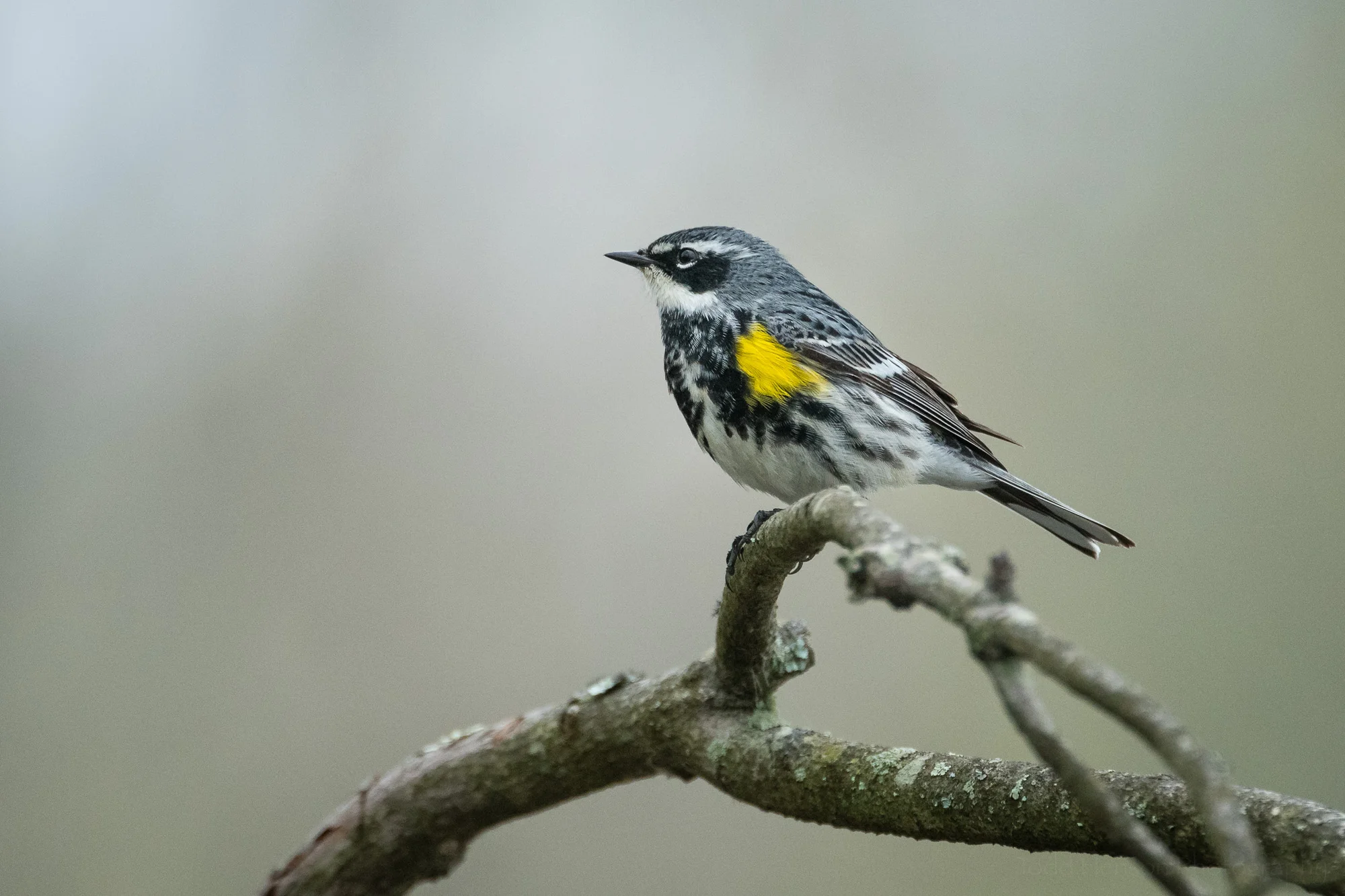 Profile of a Yellow-rumped (Myrtle) Warbler perched on a branch.
