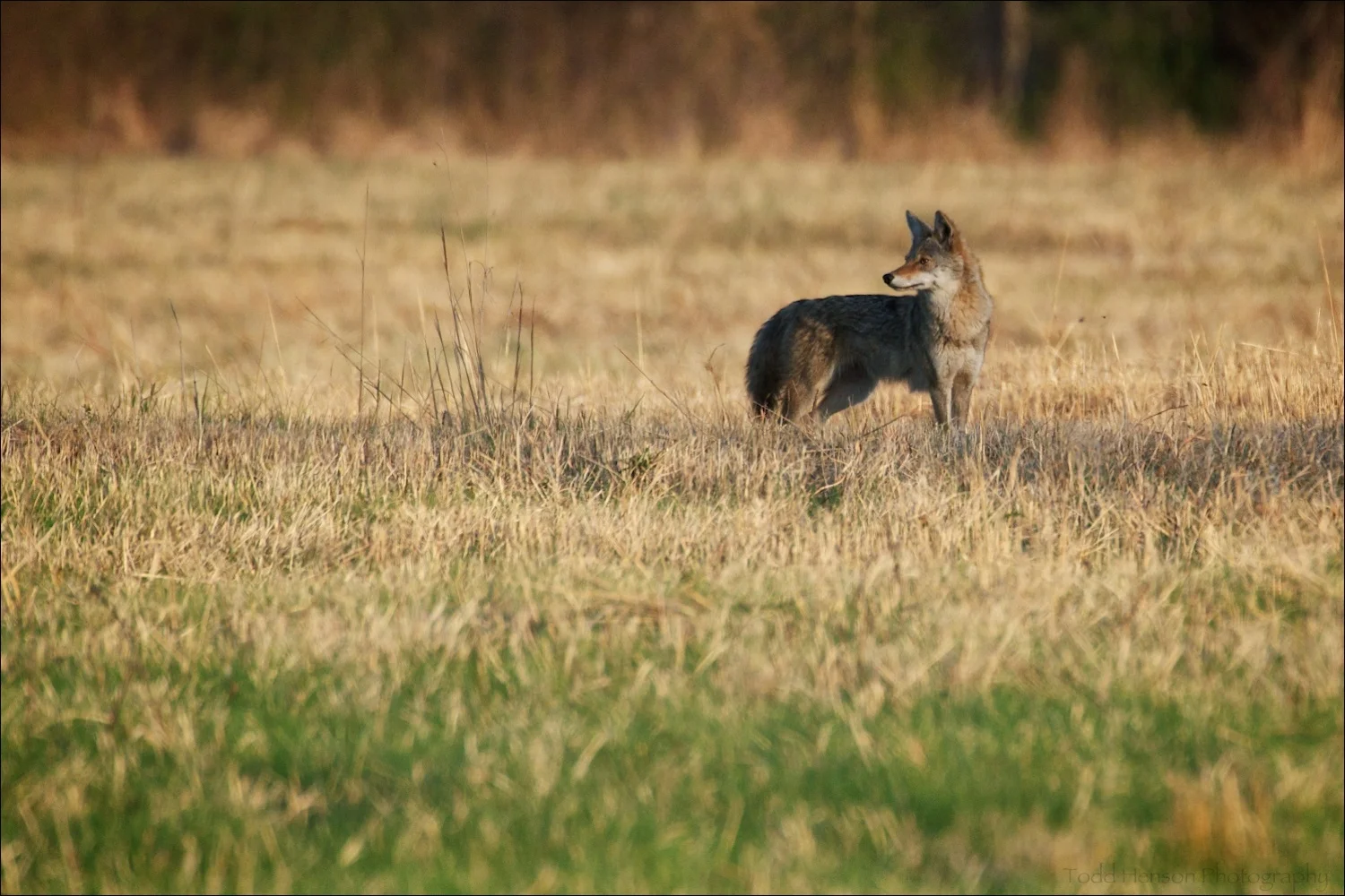 I saw this Coyote out in a field and photographed it looking over its shoulder.