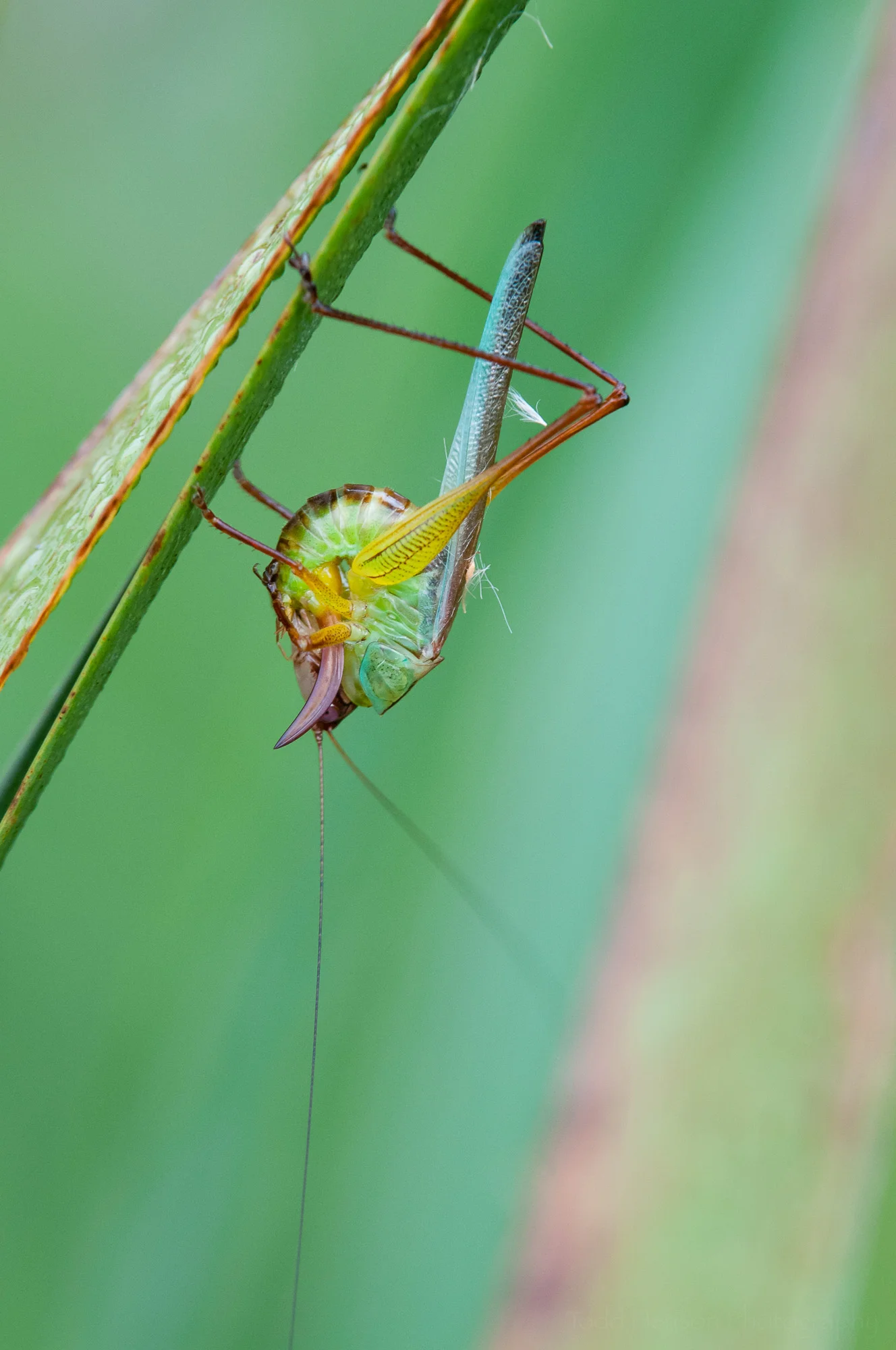 Second of a sequence of a katydid cleaning itself.