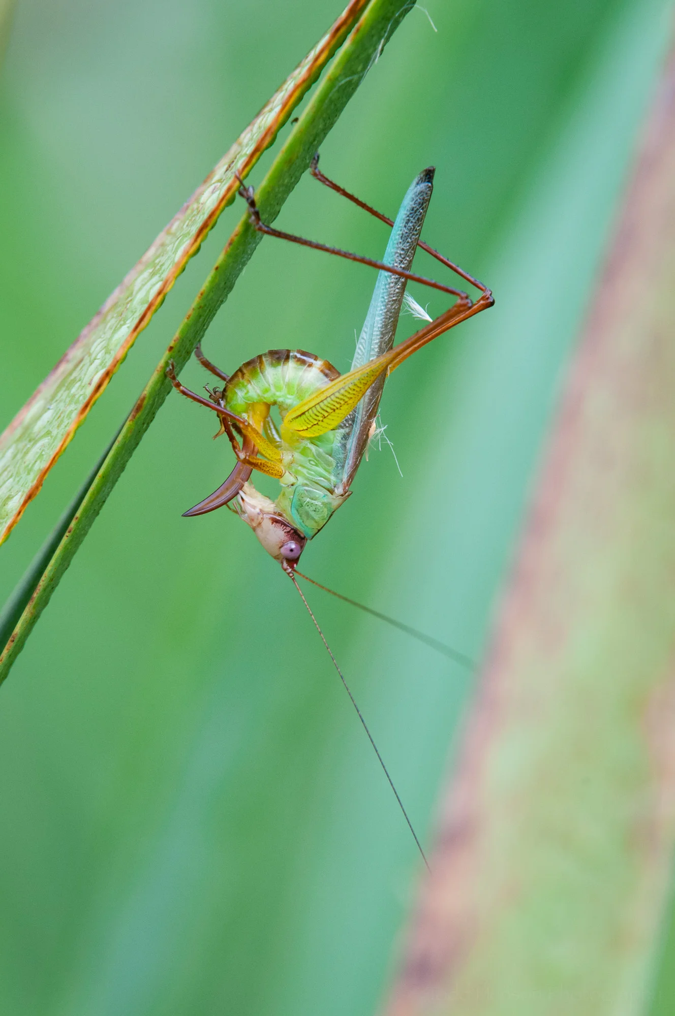 Third of a sequence of a katydid cleaning itself.
