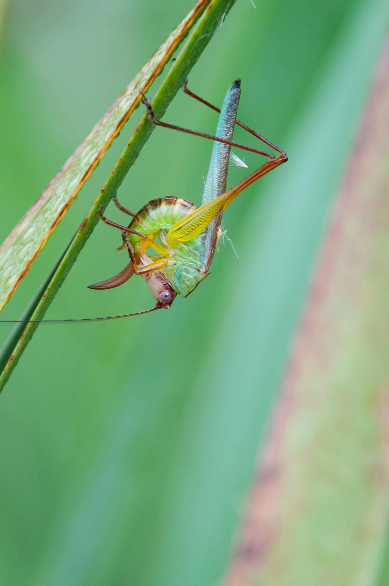 Fourth of a sequence of a katydid cleaning itself.