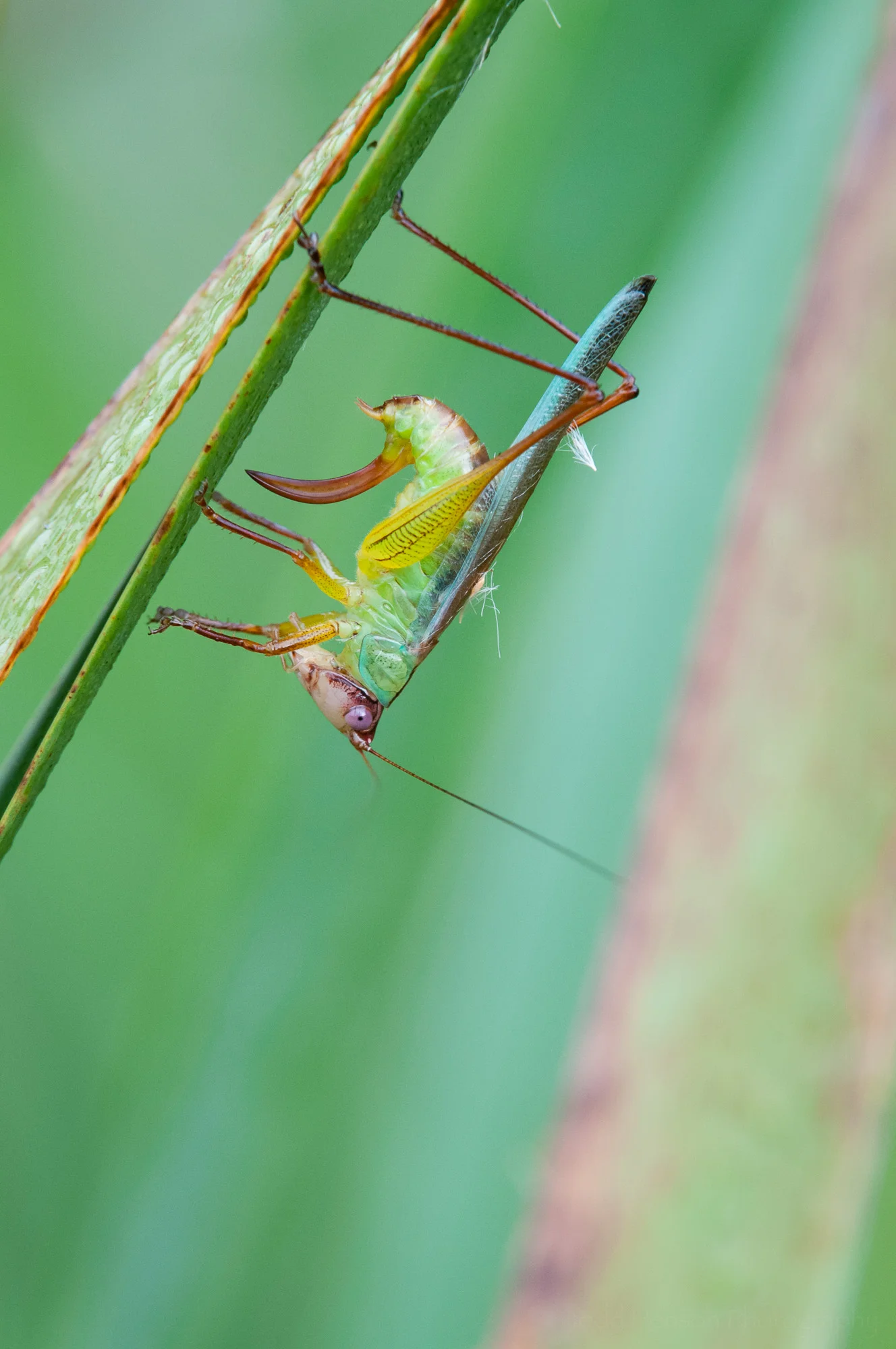 Sixth of a sequence of a katydid cleaning itself.