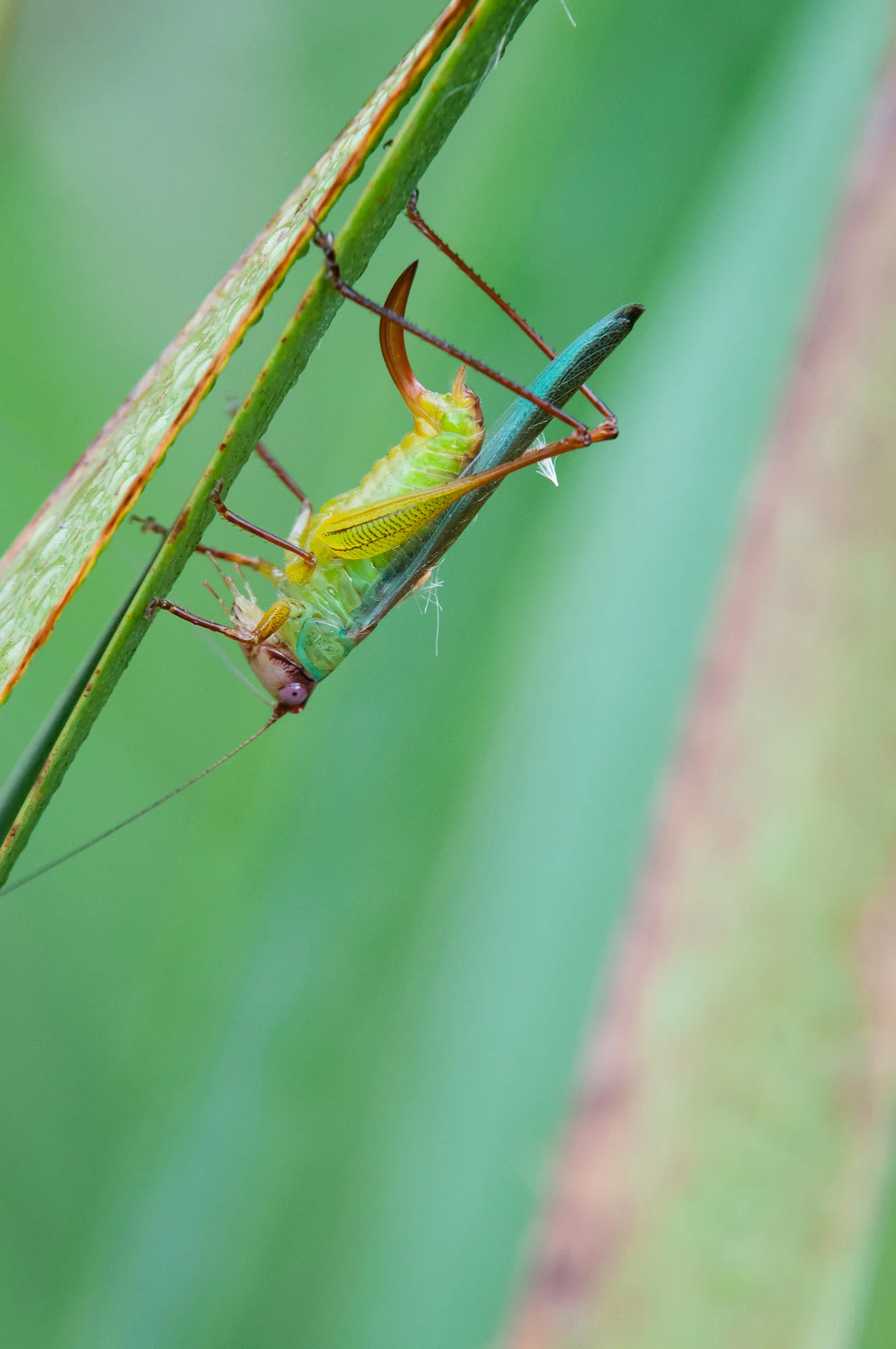 Seventh of a sequence of a katydid cleaning itself.