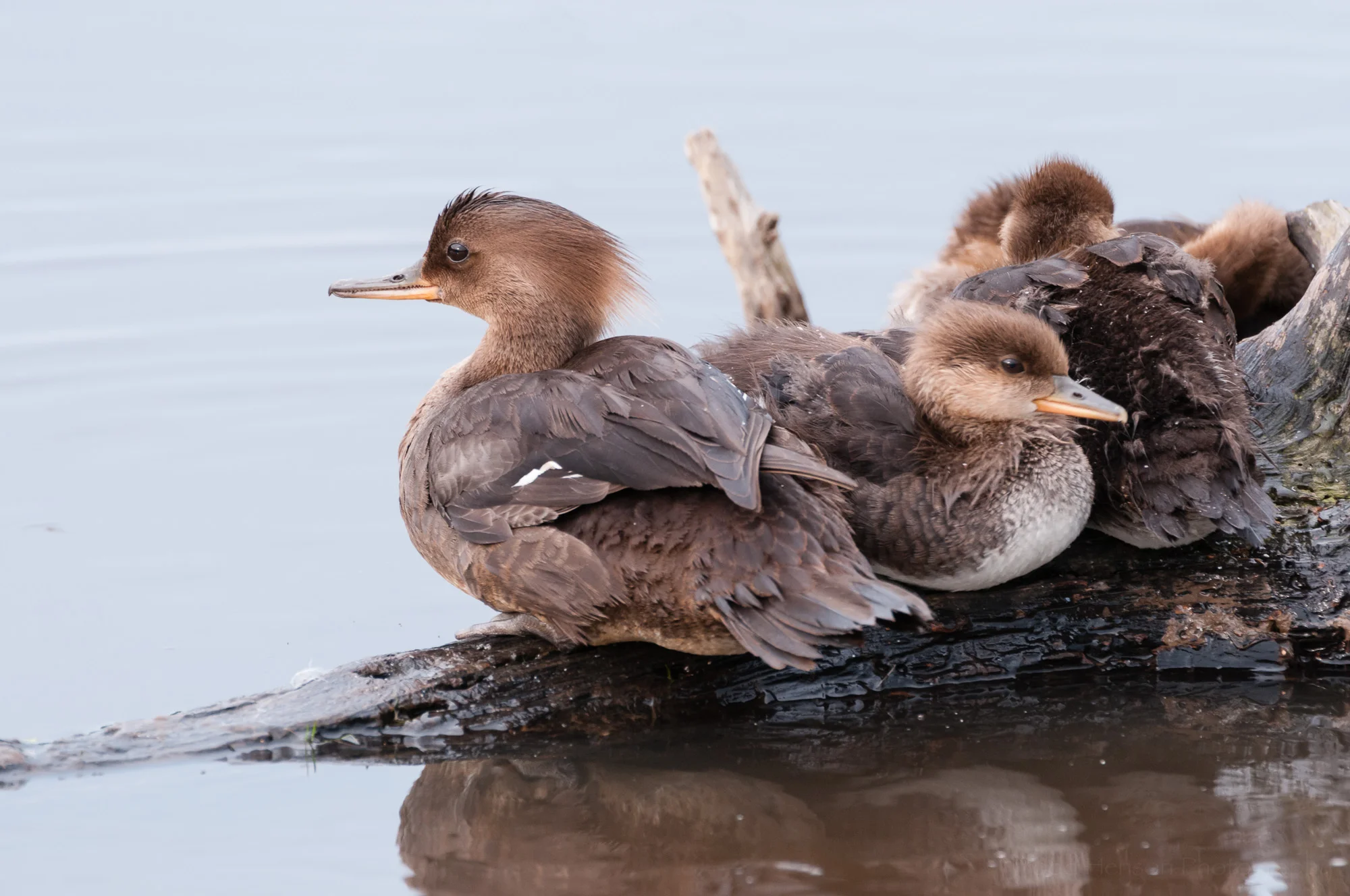 Family of Hooded Merganser ducks taking a break on a downed tree.